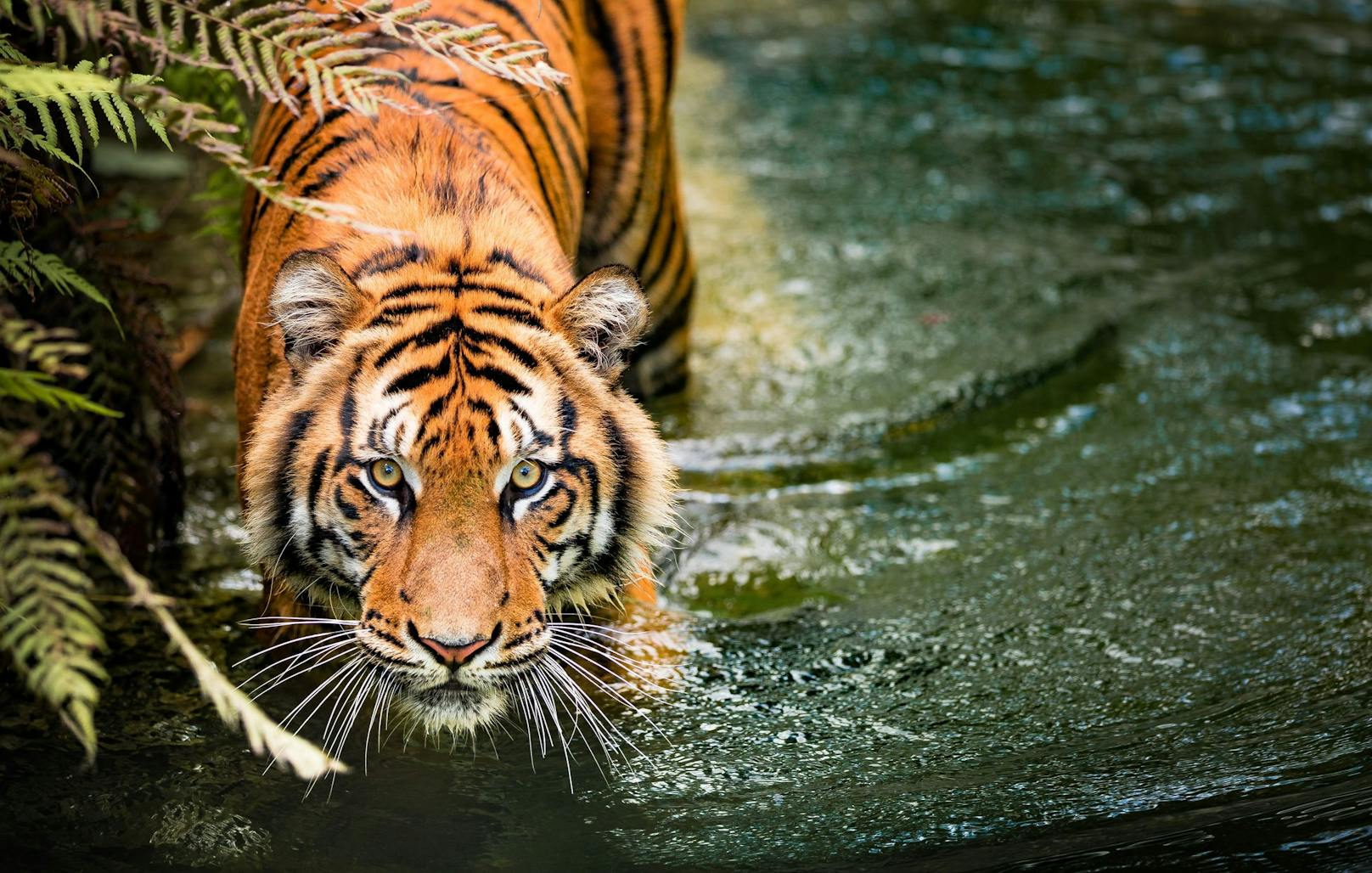 Tiger tötete neun Menschen – 200 Leute gingen zur Jagd