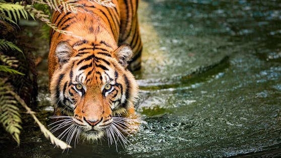 Ein Tiger sorgte im indischen Bundesstaat Bihar für Angst und Schrecken - nun hat man ihn erschossen.