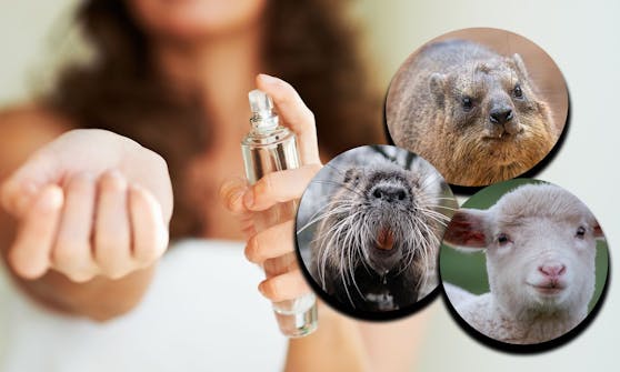 Die Inhaltsstoffe mancher Parfüms sind immer noch tierischen Ursprungs.