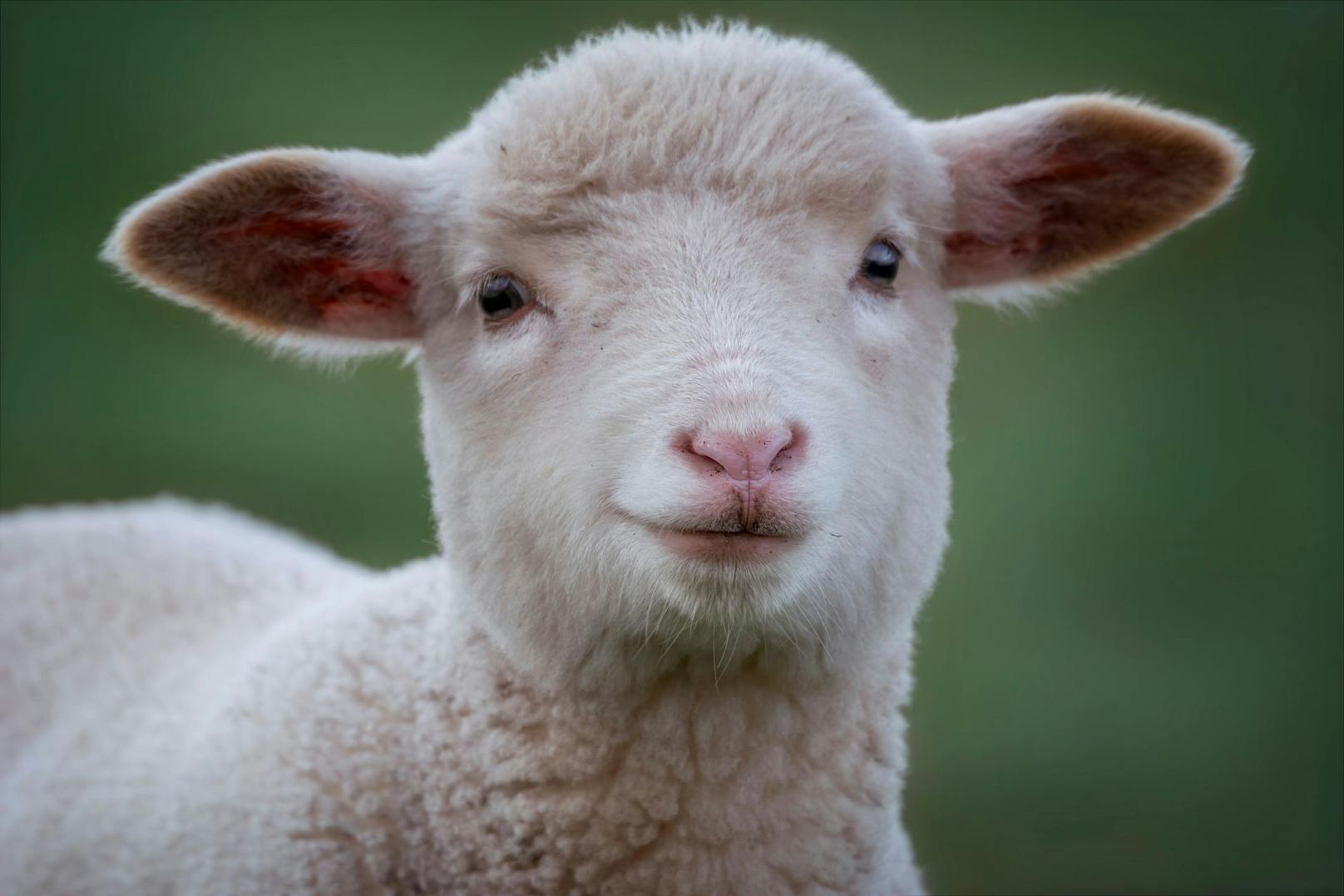 <strong>2. Lanolin:</strong> Dieser Duft wird in den Talgdrüsen der Schafe gebildet. Nachdem sie geschoren wurden, wäscht man die Wolle und trennt das Sekret für die Parfüm-Herstellung.