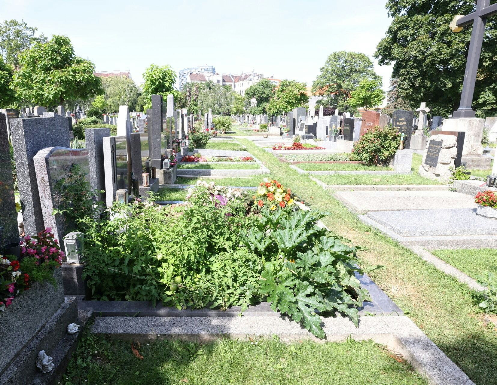 Eine Steirerin ist Vorreiterin beim Gemüse-Anbau auf Gräbern. Auch in Wien gedeihen Paradeiser, Zucchini und Kräuter himmlisch.