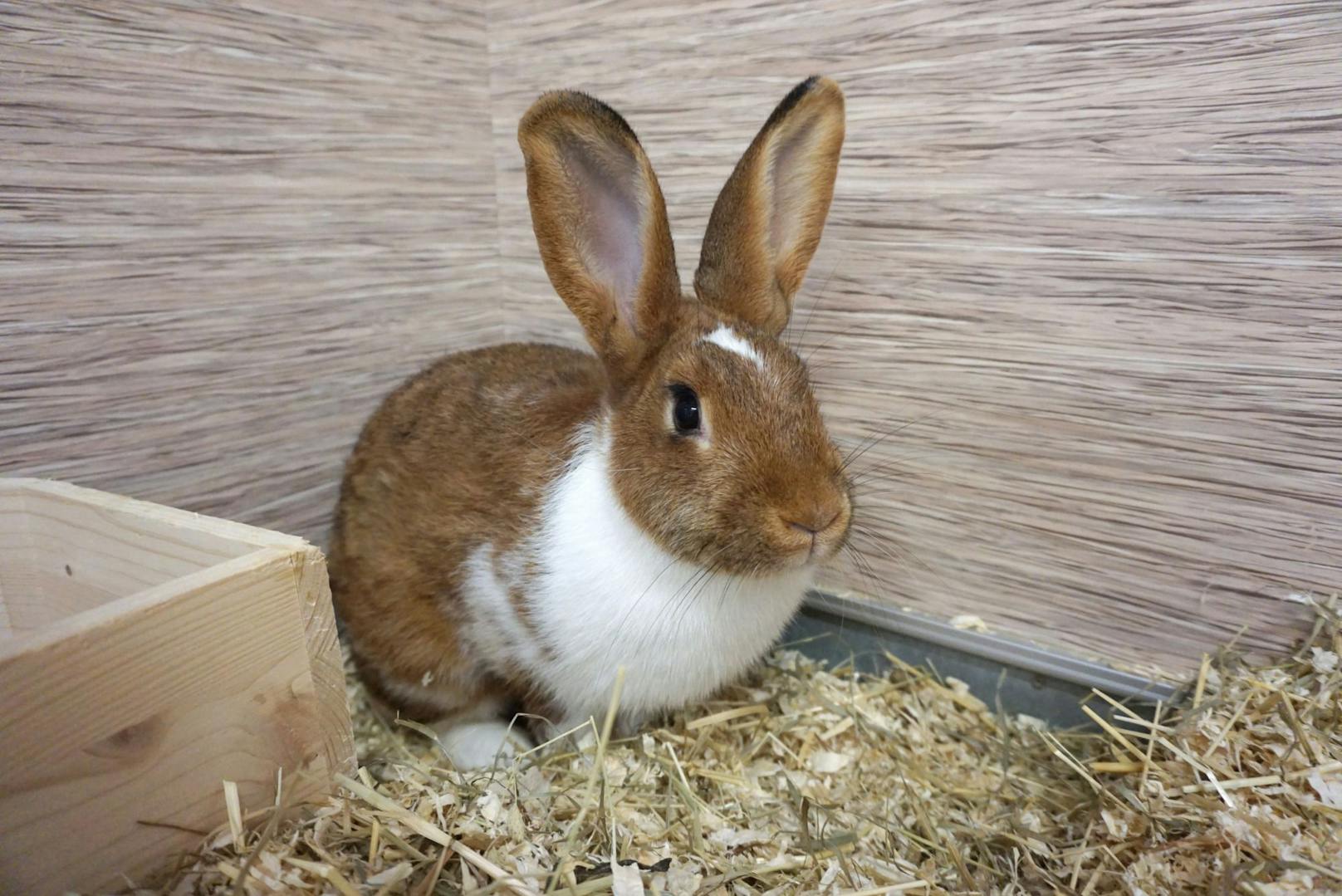 <strong>HANNELORE:</strong>&nbsp;Das süße, großgewachsene Kaninchen Hannelore (1) wurde in einer Parkanlage gefunden. Nach einiger Zeit im TierQuarTier sucht Hannelore nun ein schönes, neues Zuhause!