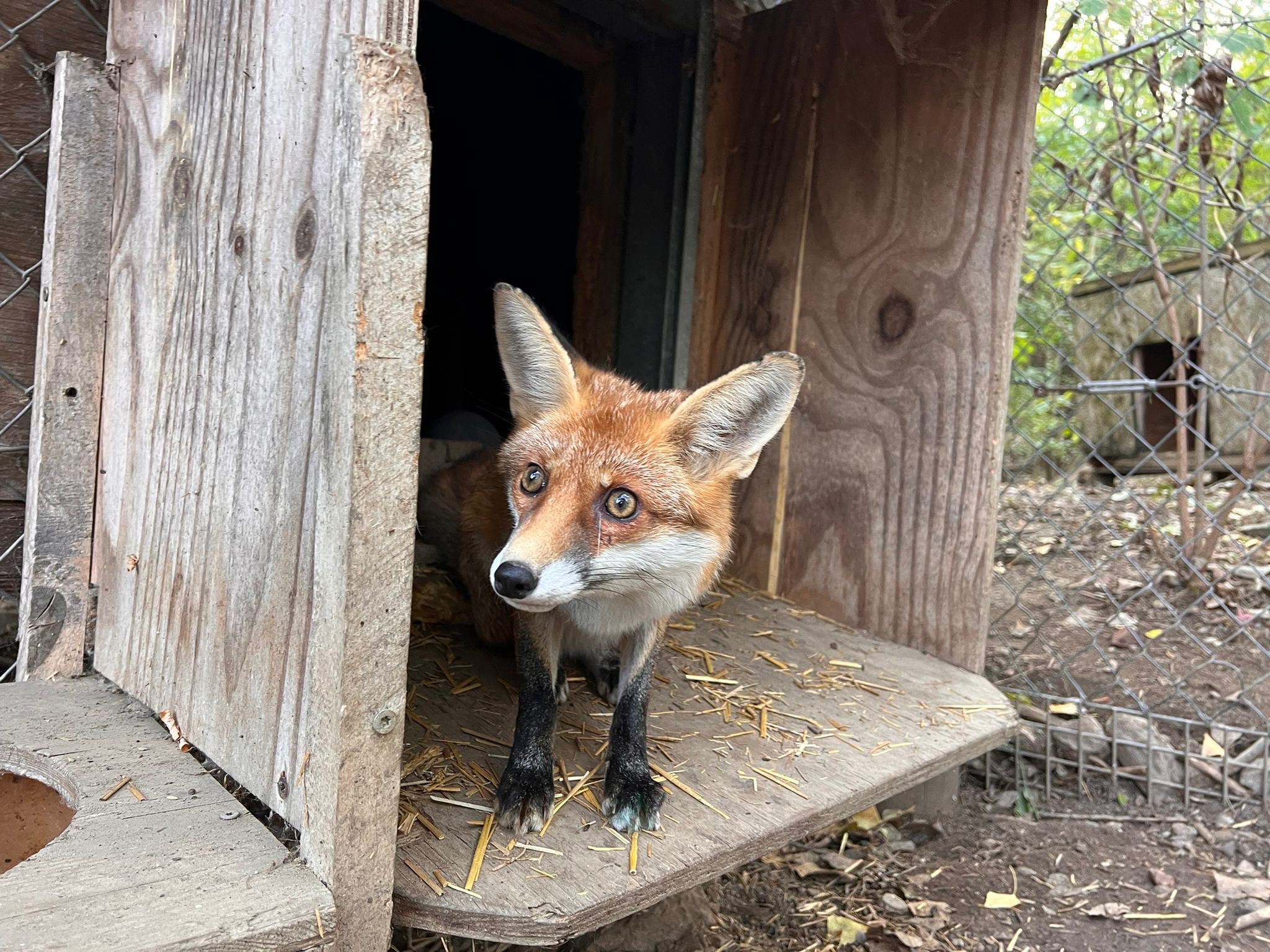 Die junge Fähe (weiblicher Fuchs) darf nun in einem geschützten Gehege in Vösendorf bleiben. Ihre Blindheit macht eine Auswilderung unmöglich.