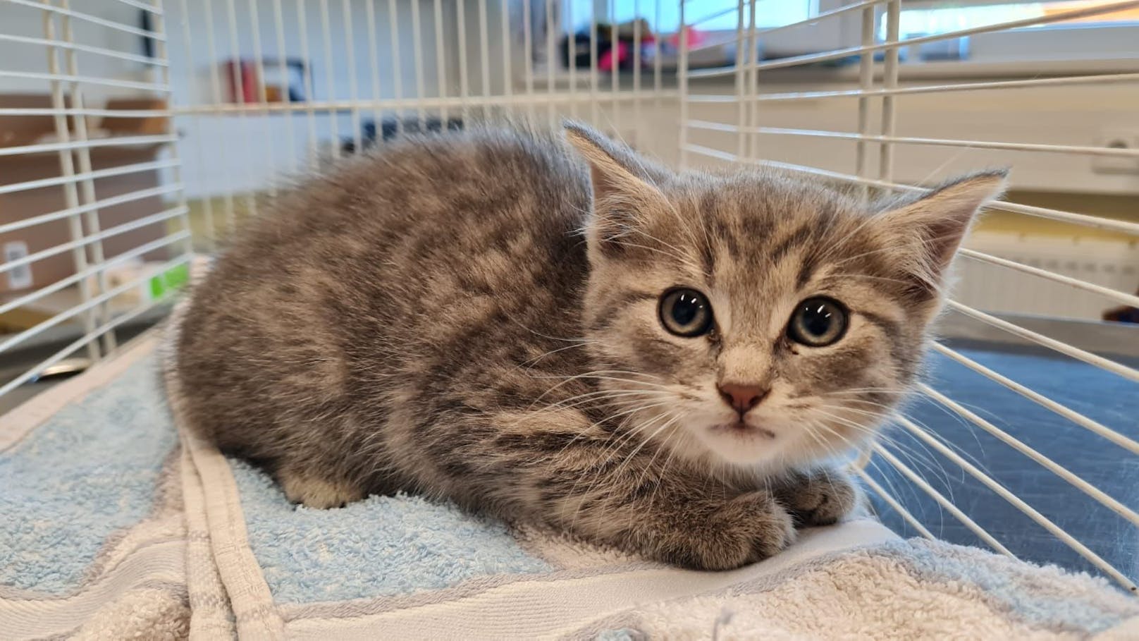 Die Katzen suchen nach einer neuen Familie.