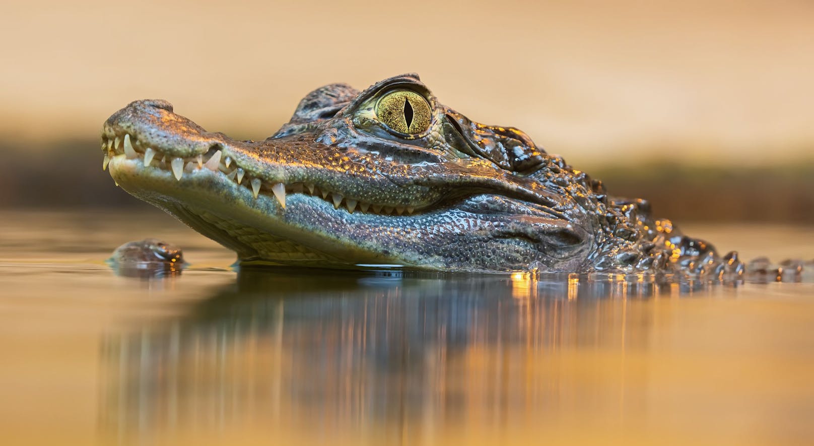 Das "göttliche" Krokodil "Babia" starb mit über 80 Jahren. Angeblich war es Vegetarier. 