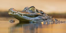 Vegetarisches Krokodil wurde über 80 Jahre alt