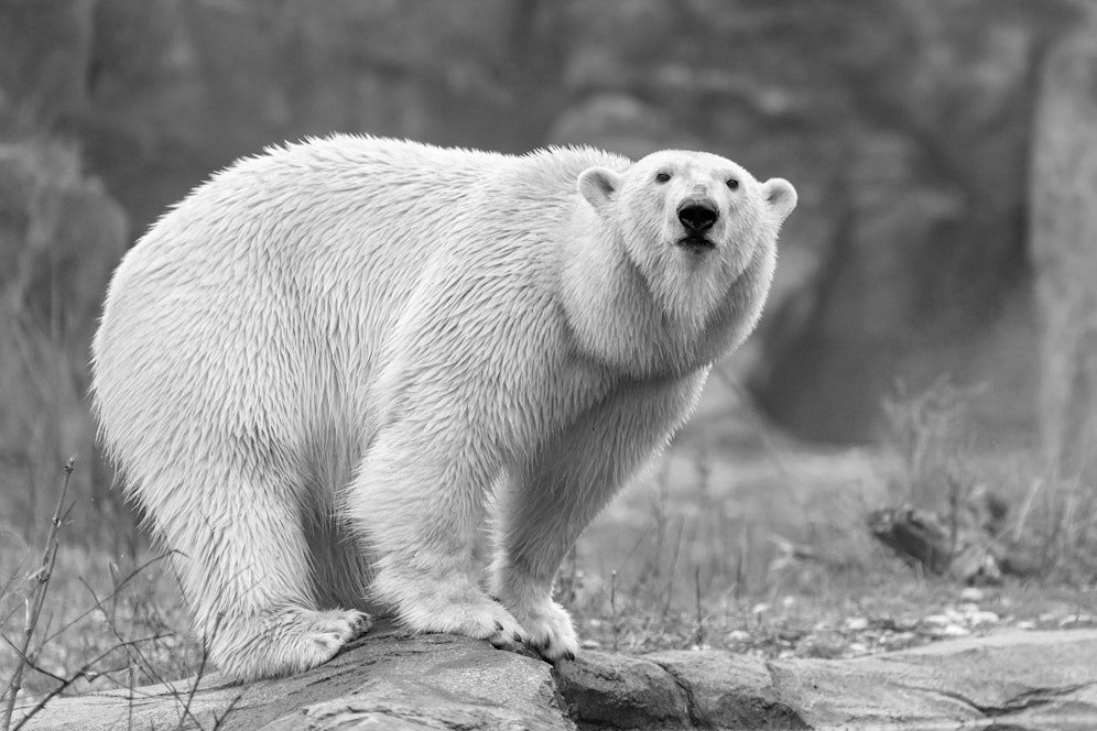 Die neunjährige Eisbärin 