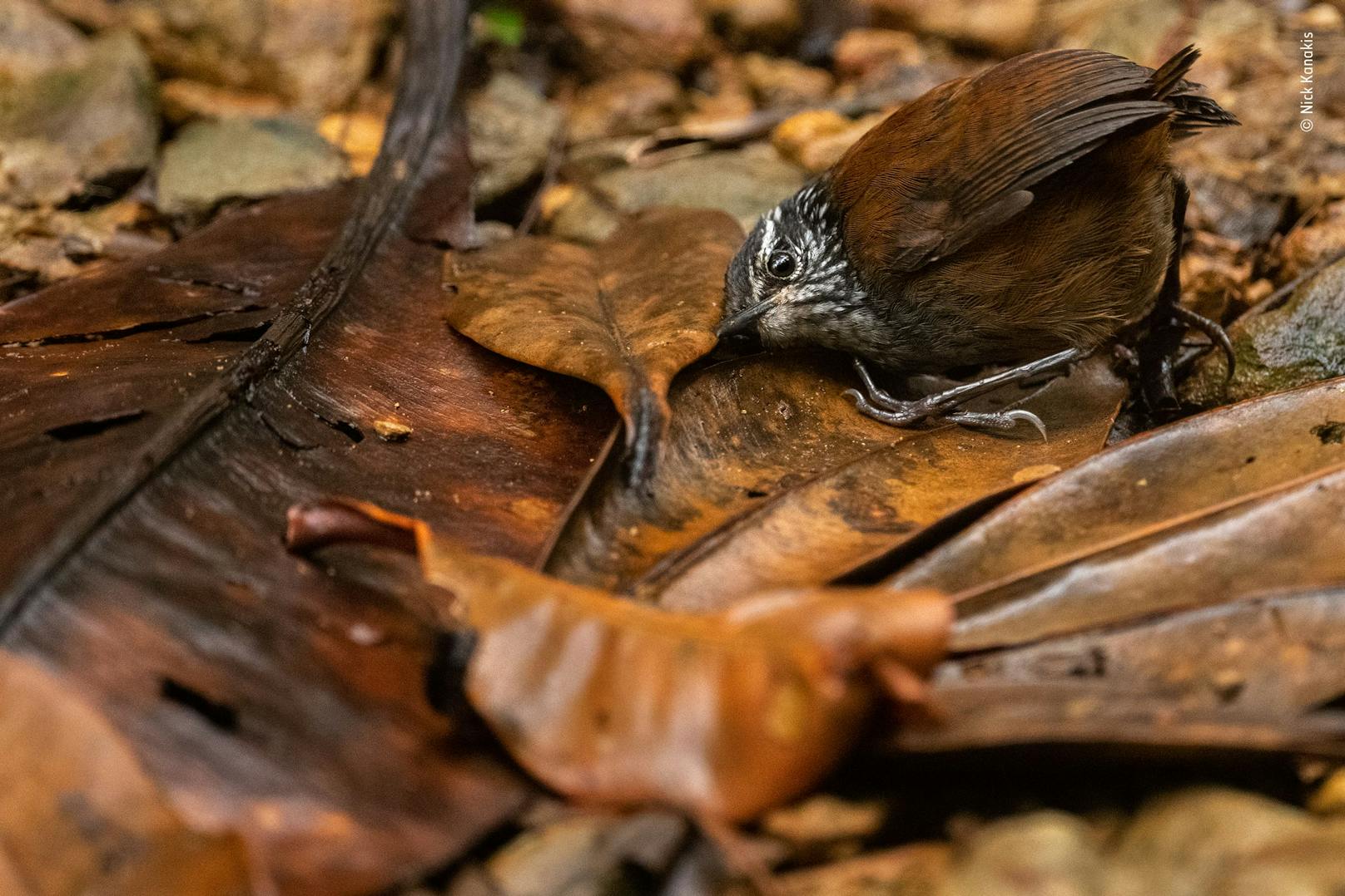 Nick Kanakis erhält einen Einblick in das geheime Leben der Zaunkönige. Nick entdeckte den jungen Graubrustzaunkönig bei der Futtersuche. Da er wusste, dass er im Wald verschwinden würde, wenn er sich ihm näherte, suchte er sich einen freien Fleck mit Laubstreu und wartete. Und tatsächlich, der kleine Vogel hüpfte in den Rahmen und drückte sein Ohr an den Boden, um nach kleinen Insekten zu lauschen.