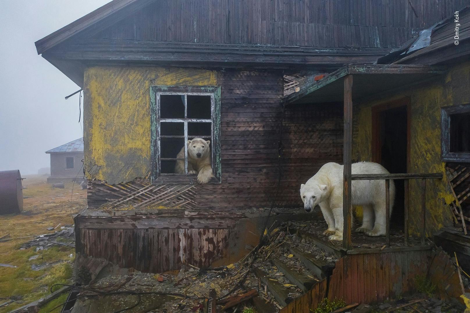 Auf einer Yacht, die Schutz vor einem Sturm suchte, entdeckte Dmitry die Eisbären, die zwischen den Gebäuden der längst verlassenen Siedlung umherstreiften. Während sie jedes Fenster und jede Tür untersuchten, machte Dmitry mit einer geräuscharmen Drohne ein Bild, das eine postapokalyptische Zukunft heraufbeschwört.