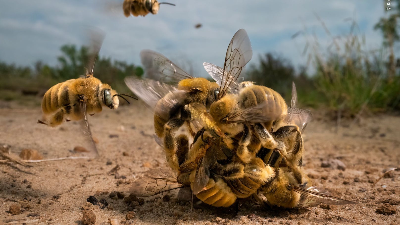 Das Gewinnerbild der männlichen Bienen im Kampf um die Königin gewann den "Wildlife Photographer of the Year 2022" Wettbewerb.