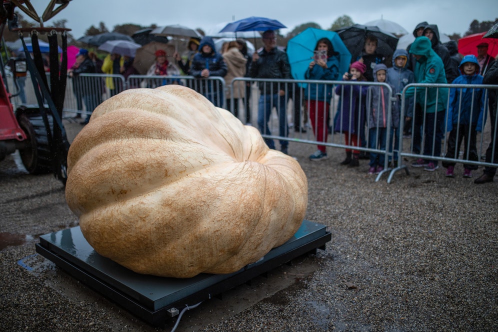 Der schwerste Kürbis Europas kommt auch in diesem Jahr wieder aus Italien. Er wiegt 1100,5 Kilogramm.