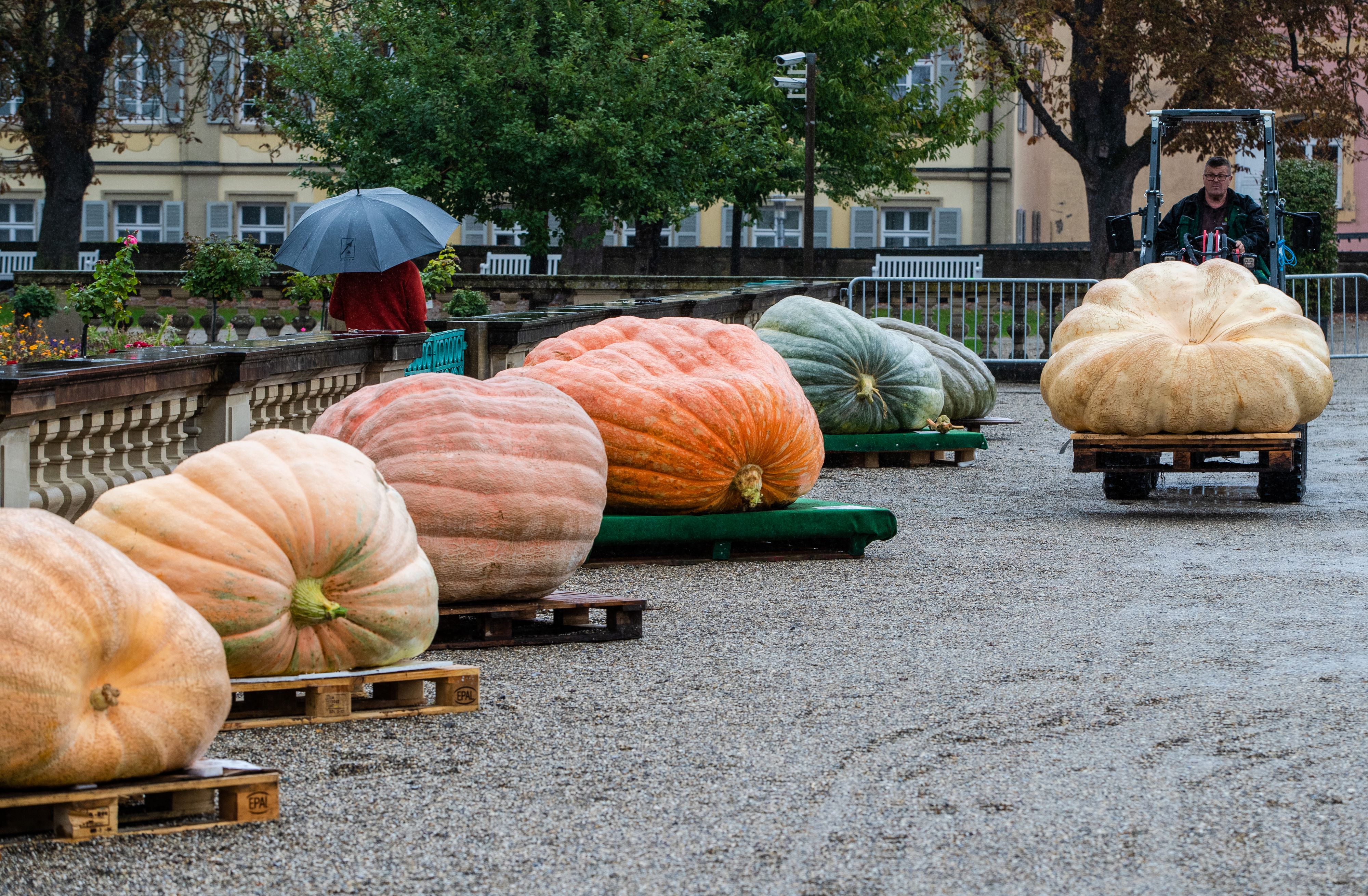 Auf dem weiten Platz landete ein Konkurrent aus den Niederlanden mit "nur"&nbsp;891,5 Kilo.
