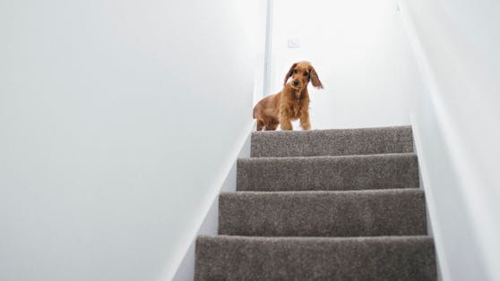 Vor einiger Zeit galt man fast schon als Tierquäler, wenn der Welpe eine Treppen laufen musste. Ist es wirklich so schlimm?