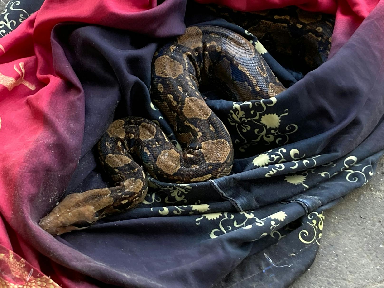 Tödliche 12-Kilo-Python im Restmüll entdeckt