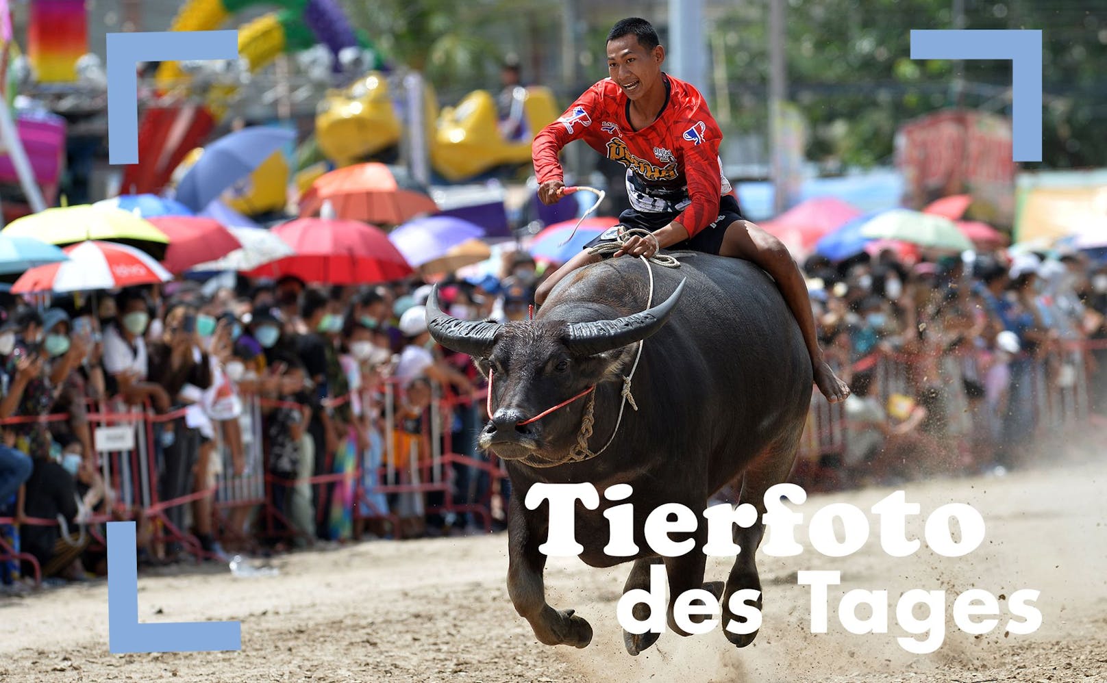 In Chonburi, Thailand, fand am 9. Oktober das traditonelle "Büffelrennen" statt. 