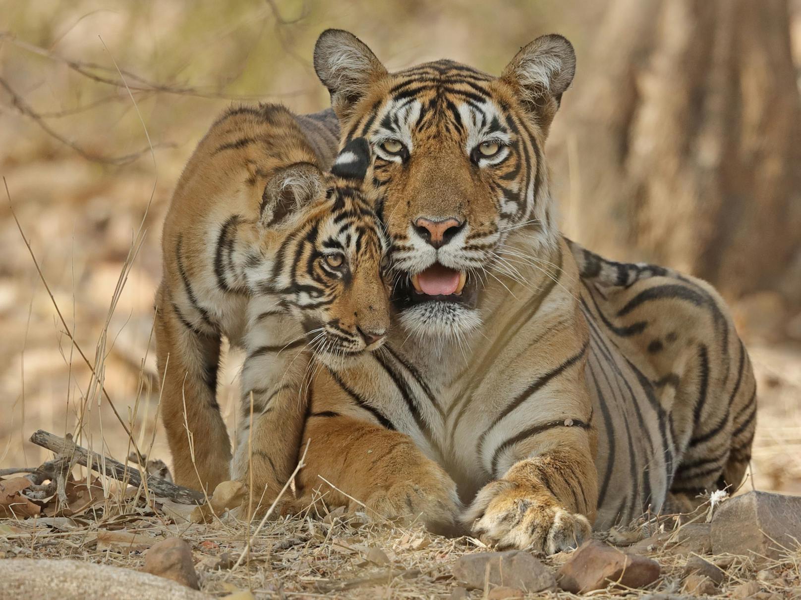 Die weltweiten Wirbeltierpopulationen nehmen rasant ab. Zu den wenigen Arten, bei denen dank intensiver Schutzmaßnahmen Zuwächse verzeichnet werden konnten, zählt der Tiger in Nepal.