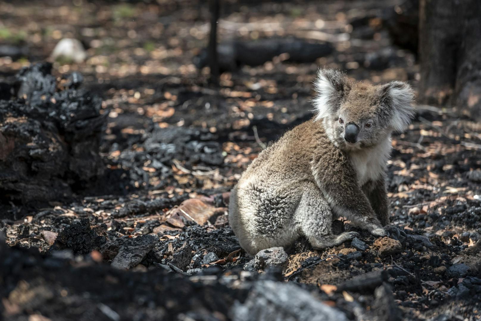 Bei Australiens Koala-Population ist hauptsächlich die Zerstörung des Lebensraums (etwa durch Buschbrände) für den Rückgang um 50 Prozent seit 2001 verantwortlich.
