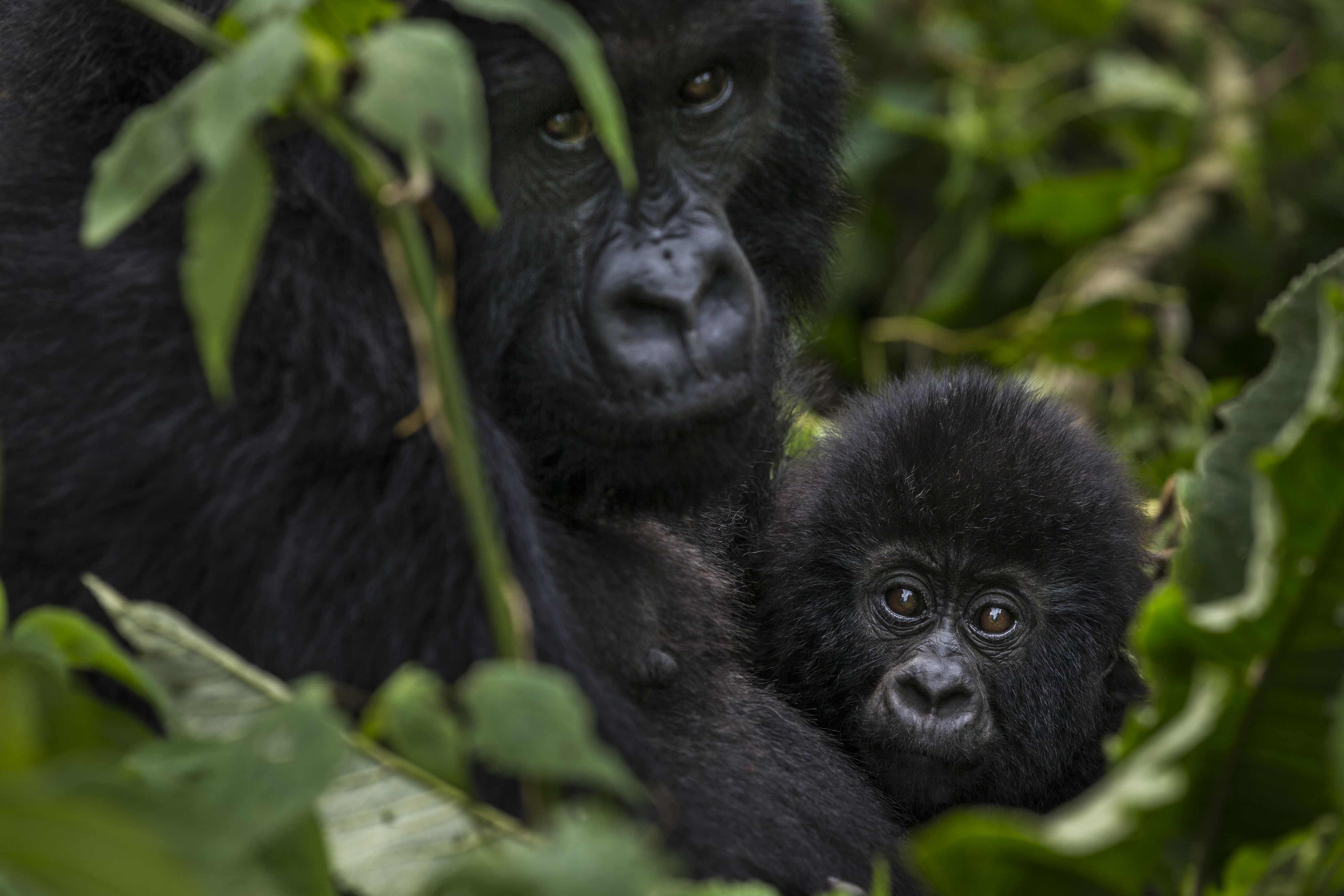 Der Östliche Flachlandgorilla (Gorilla beringei graueri) ist vor allem durch Wilderei bedroht.