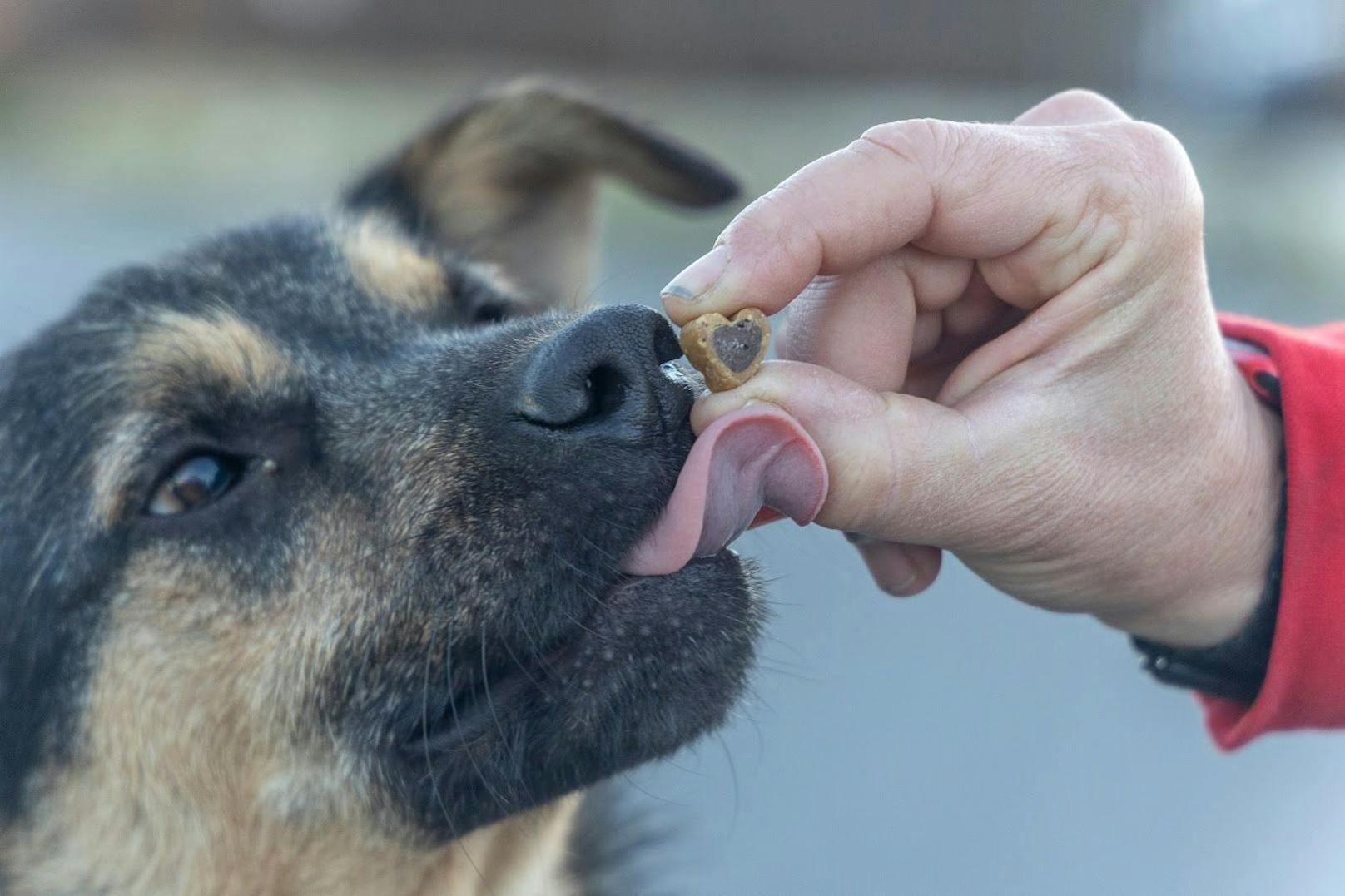 Das Tierheim im Kriegsgebiet in der Nähe von Donezk&nbsp; wäre mit Mitte Oktober geschlossen worden - deshalb musste schnell gehandelt werden.