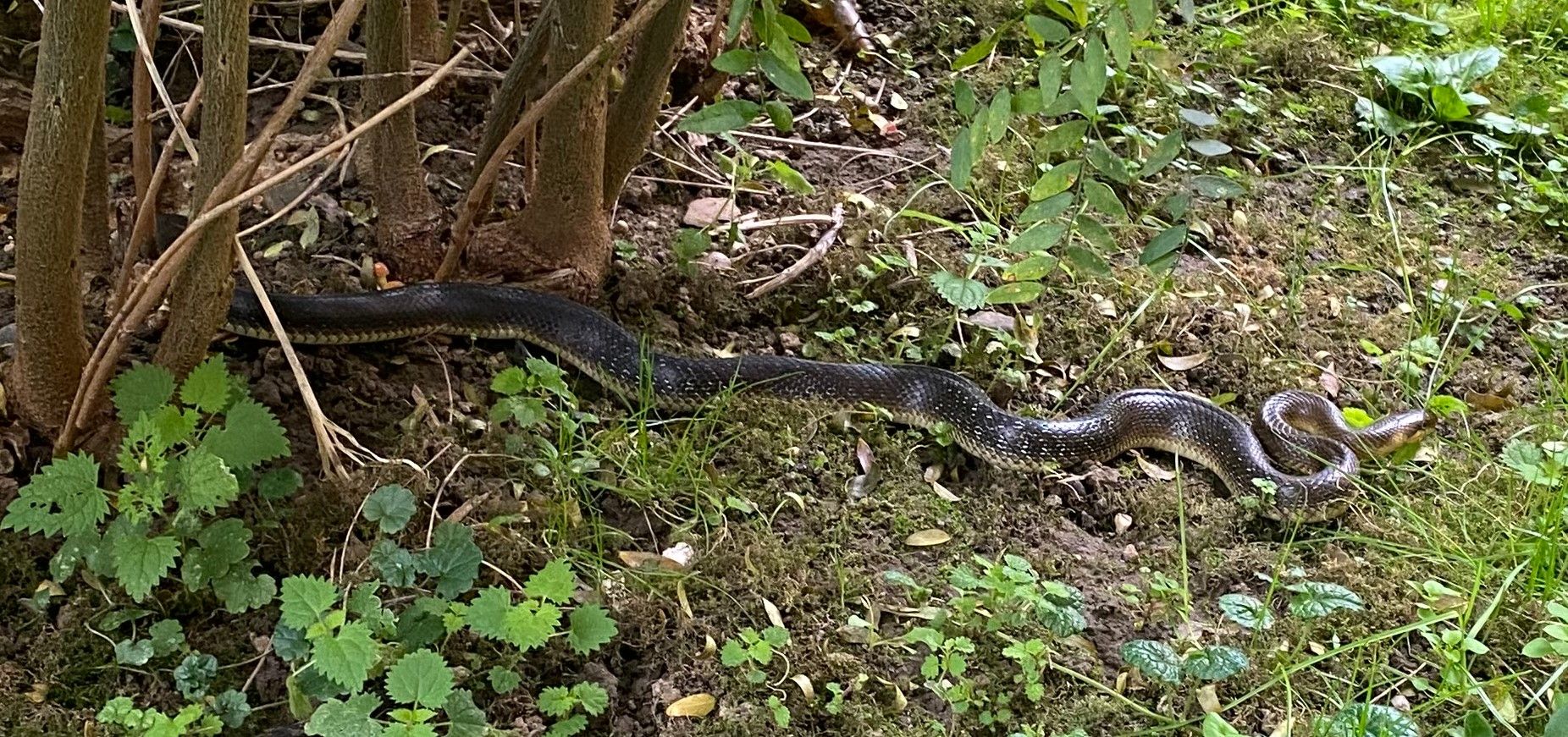 Bei der Schlange handelt es sich um eine Äskulapnatter.