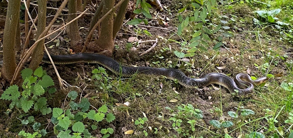Bei der Schlange handelt es sich um eine Äskulapnatter.