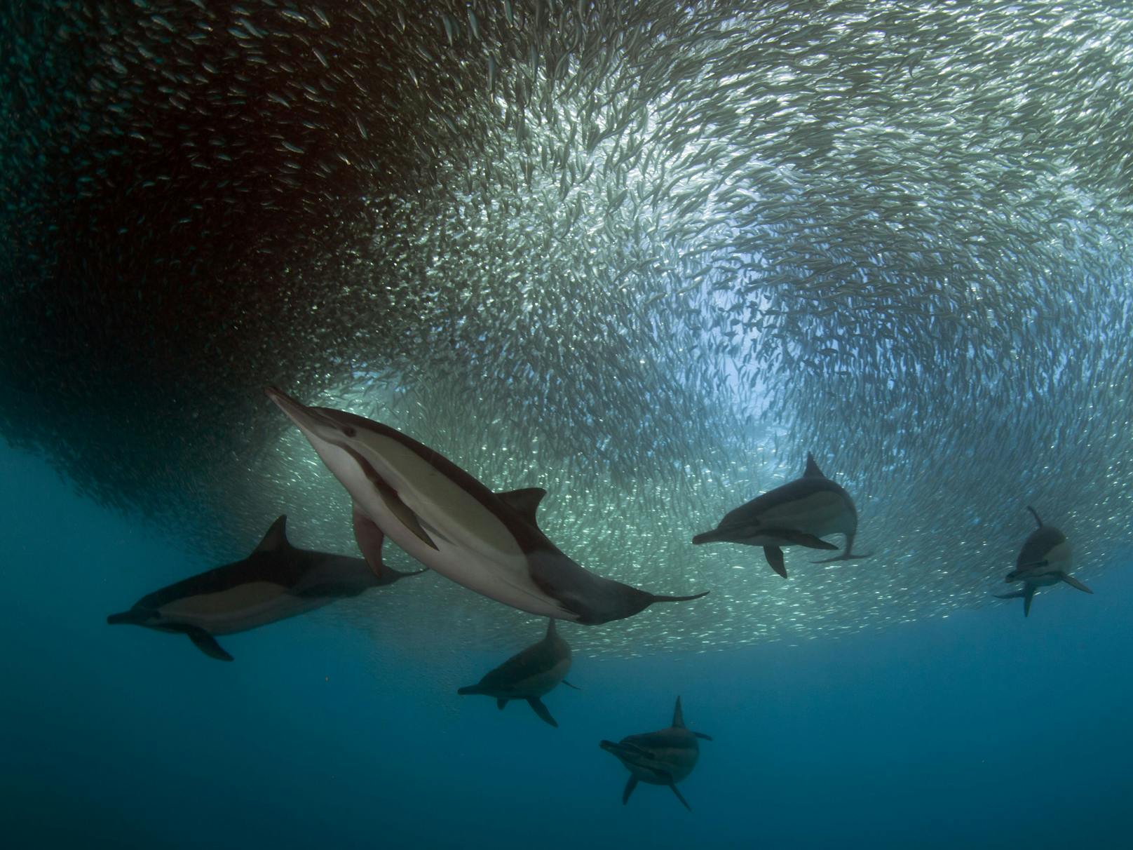 Die Bestände des Gewöhnlichen Delfins (Delphinus delphis) im Ionischen Meer sind zwischen 1995 und 2007 um 90 Prozent zurückgegangen. Grund dafür ist vor allem die Überfischung ihrer Beutetiere.