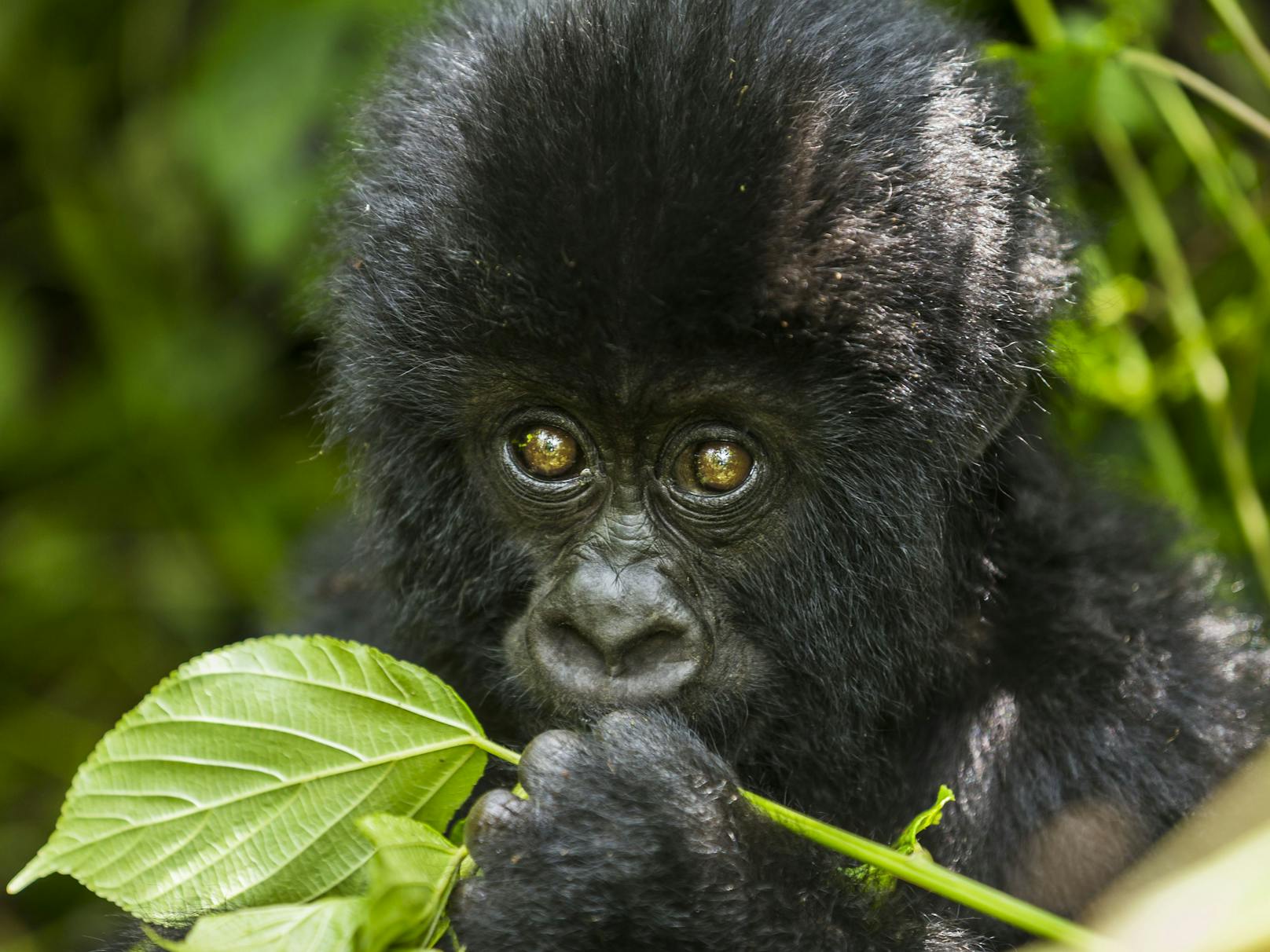 Der Östliche Flachlandgorilla (Gorilla beringei graueri) ist vor allem durch Wilderei bedroht. Sein Bestand im Kahuzi-Biega-Nationalpark in der Demokratischen Republik Kongo ist seit 1994 um etwa 80 Prozent eingebrochen.