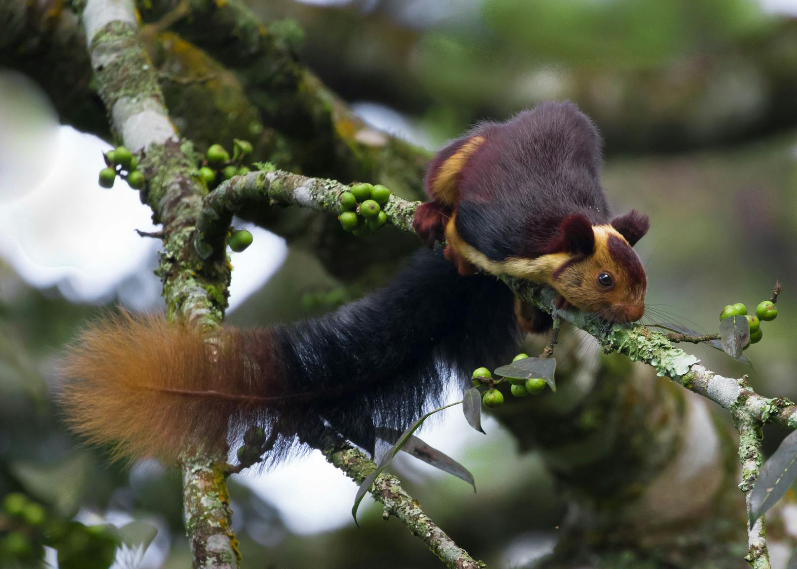 Das Hörnchen ist tagaktiv und findet sich hauptsächlich auf den hohen Bäumen.