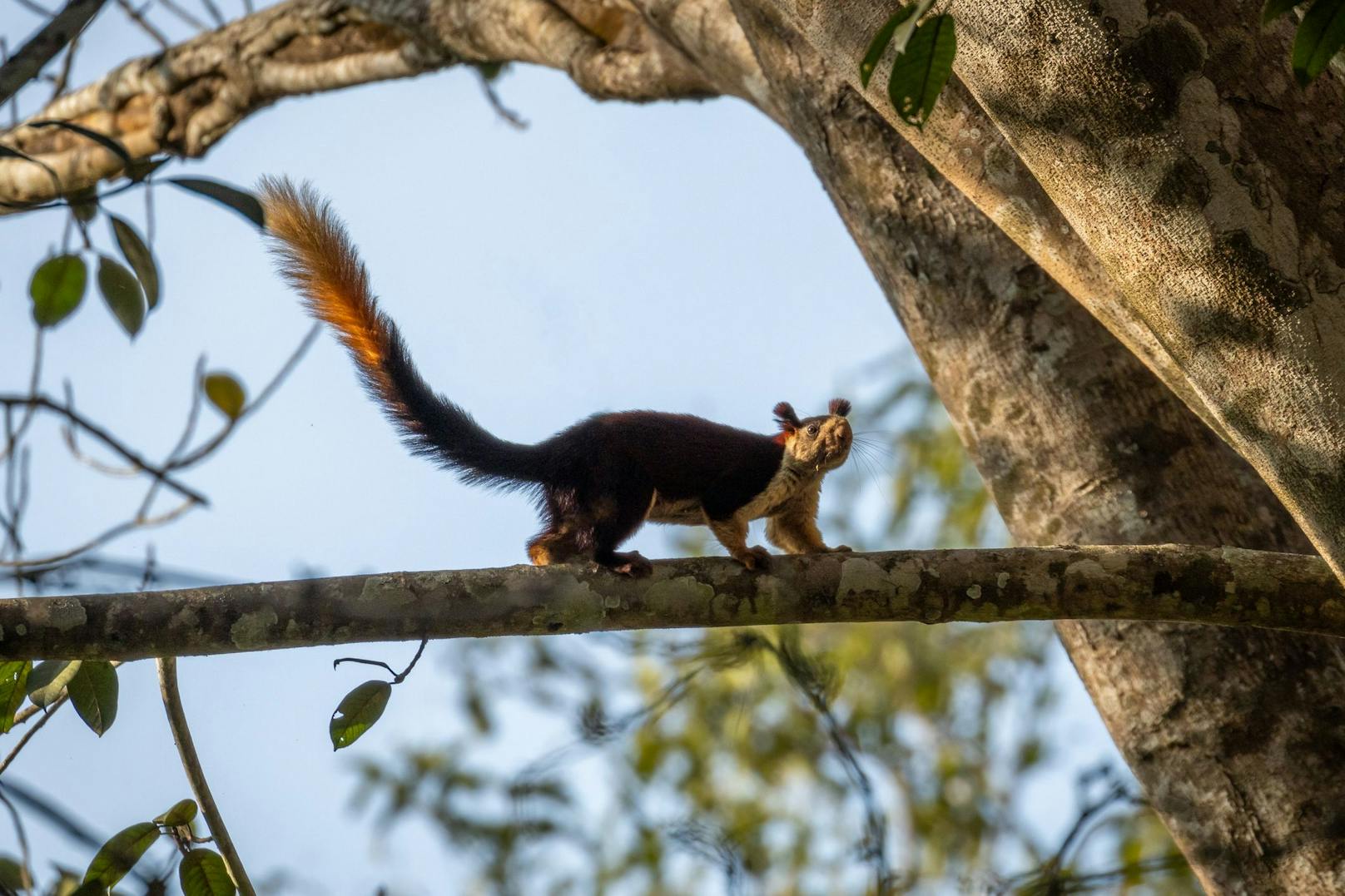 Obwohl das Königsriesenhörnchen noch ziemlich häufig anzutreffen ist, befürchten Experten einen drastischen Rückgang aufgrund der Verkleinerung ihrer Lebensräume.