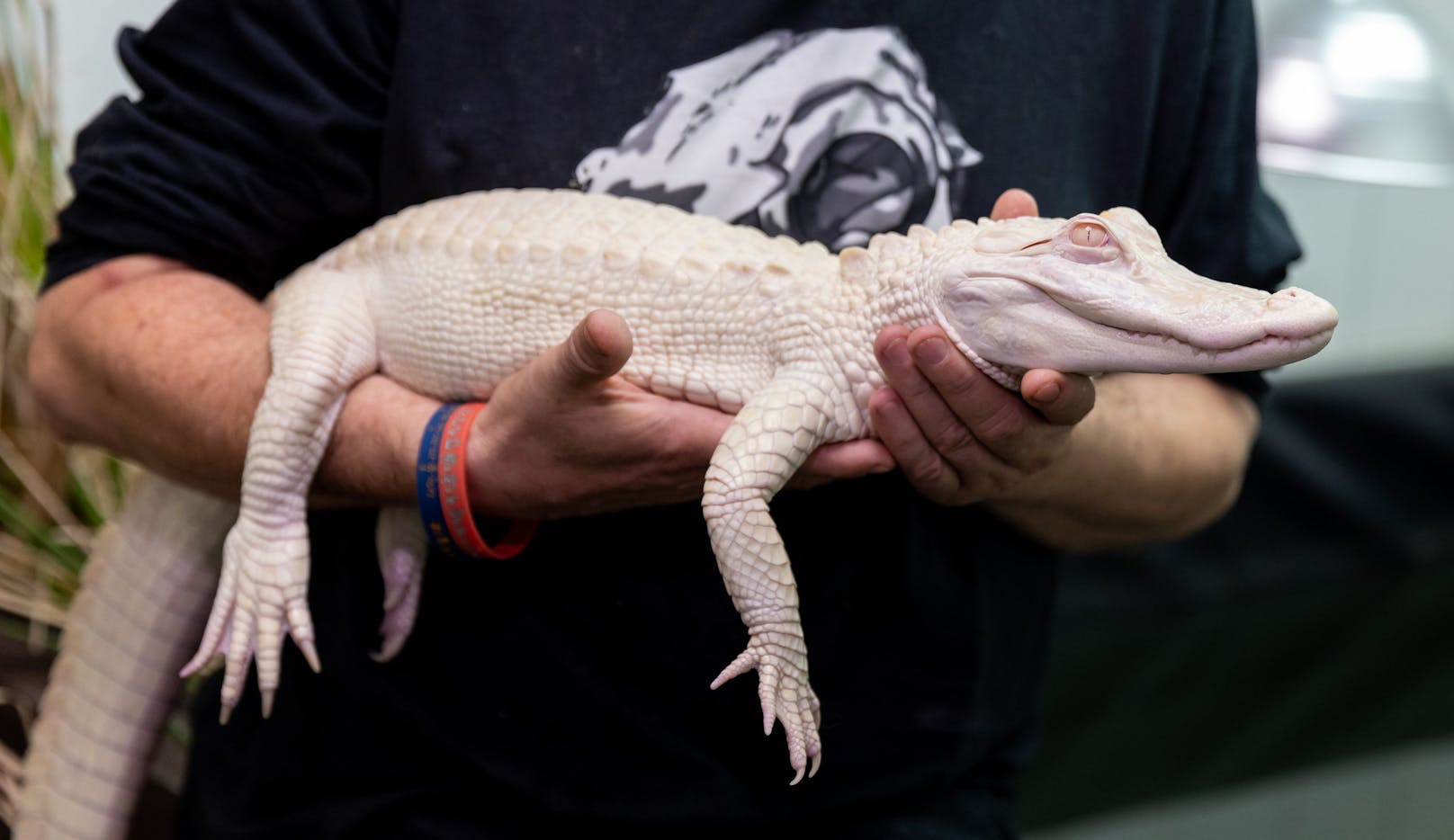 Ein 42-jähriger Geschäftsmann wollte am 25. September diesen Albino-Alligator lebend durch den Zoll am Flughafen München schmuggeln.