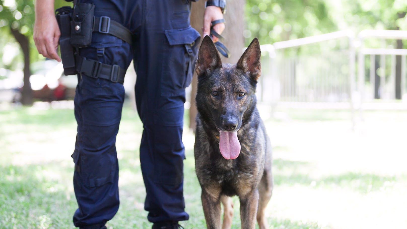 Ein Diensthund der deutschen Polizei wurde von einem 29-Jährigen gebissen.