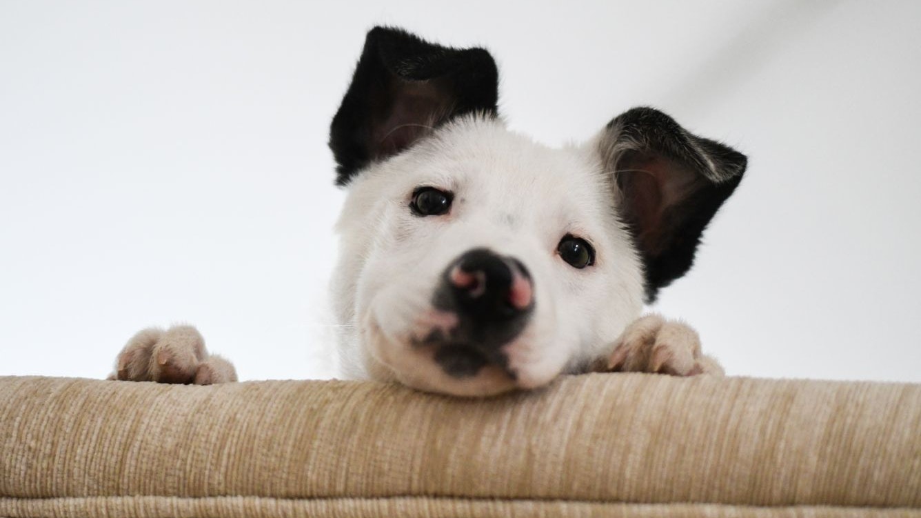 Die Zähne sind am Ausfallen und die Pubertät im Anrollen.  