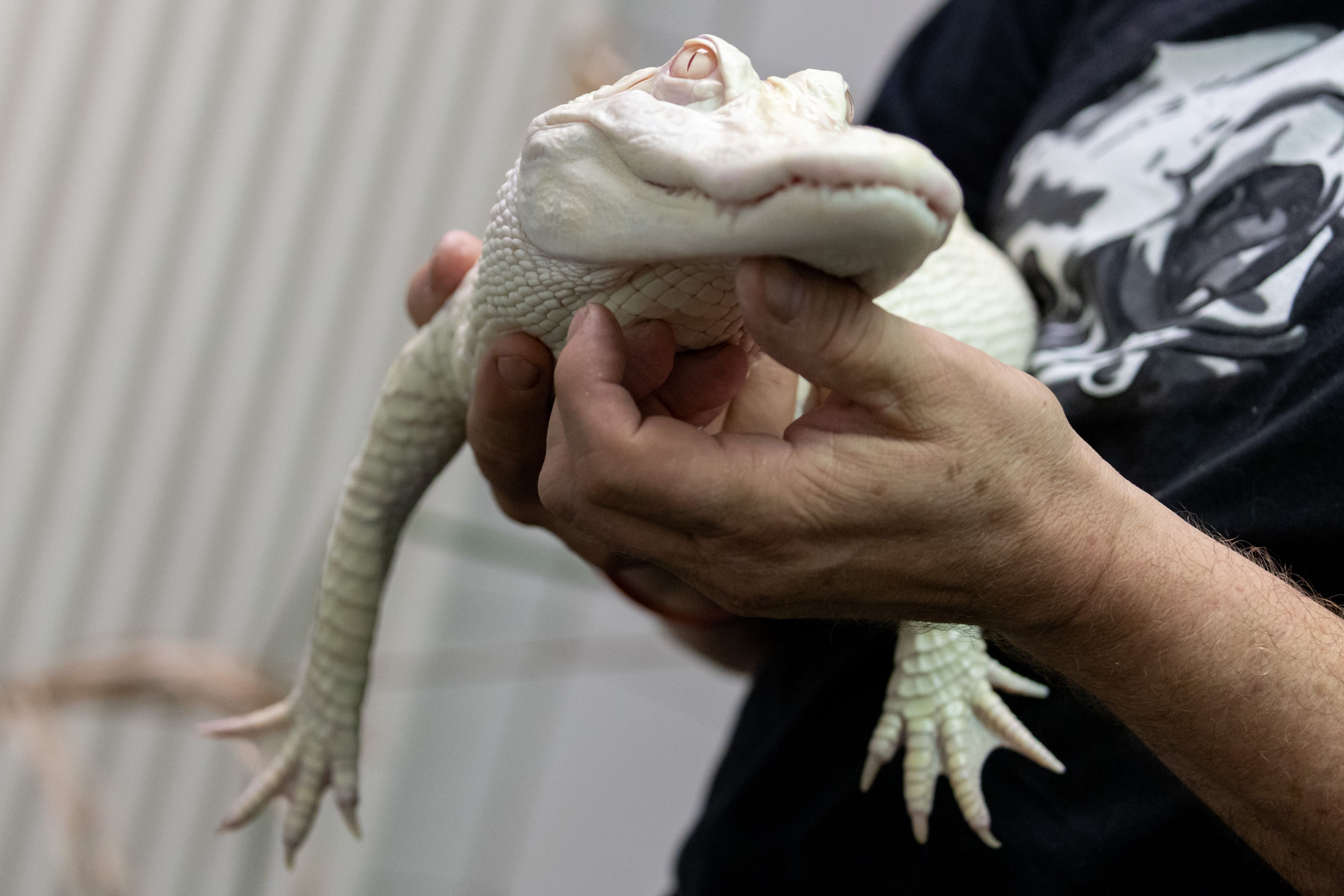 Das Albino-Weibchen erholt sich gerade in einer Münchner Reptilienauffangstation.