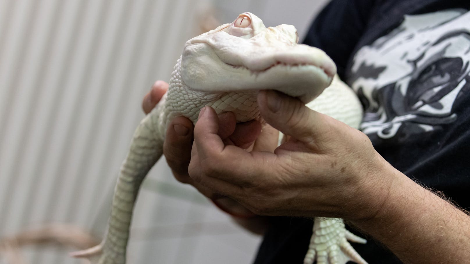 Das Albino-Weibchen erholt sich gerade in einer Münchner Reptilienauffangstation.