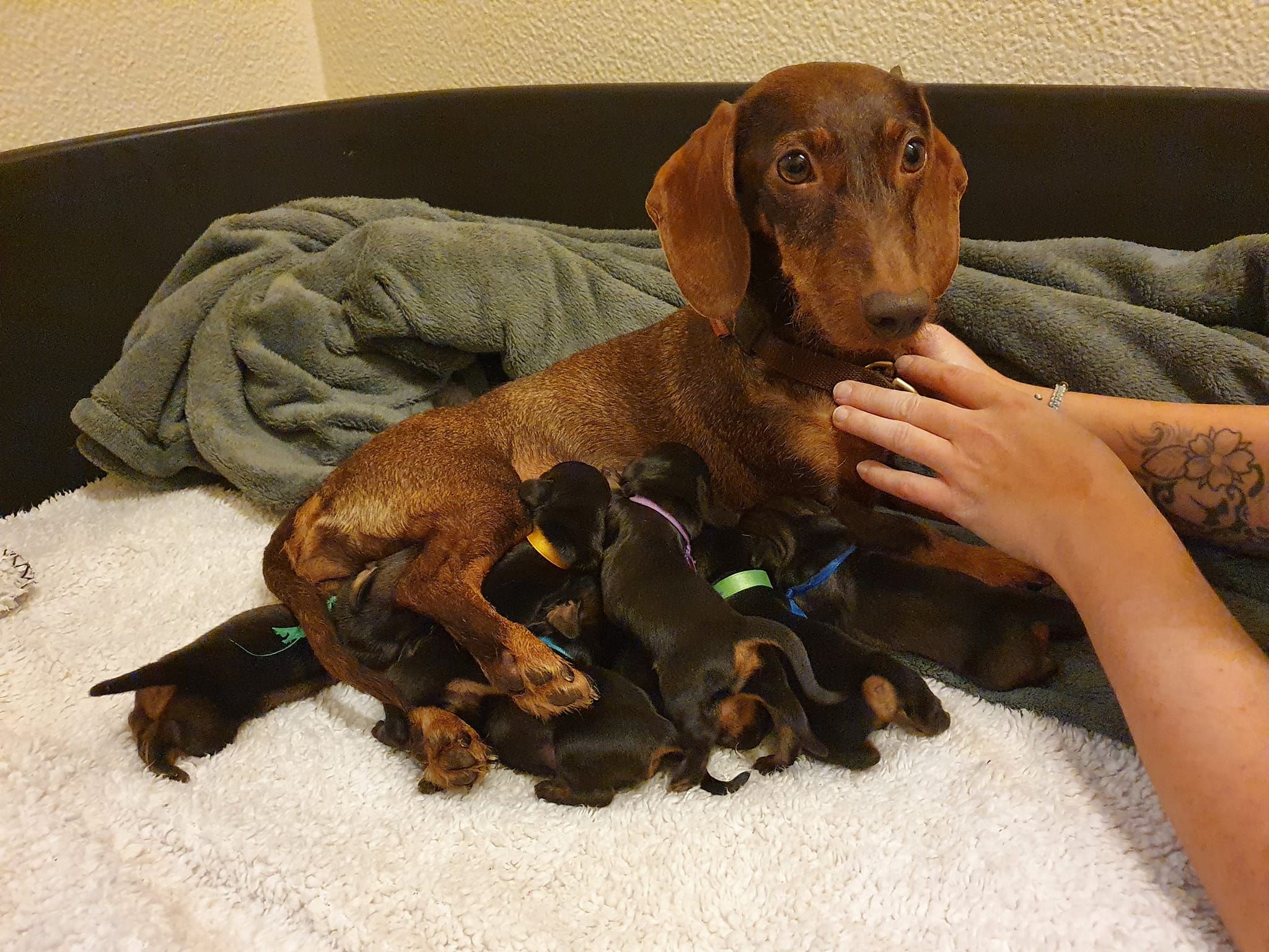 Die Hundemama konnte nach dem Unfall die Welpen wieder versorgen.