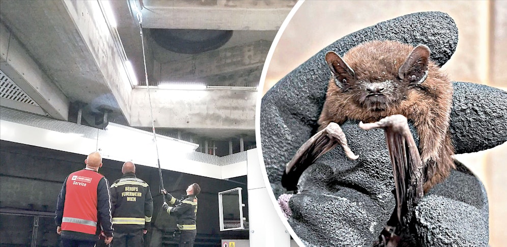 Der kleine Flattermann wurde gerettet und wird nun von Experten wieder flugtüchtig gemacht.