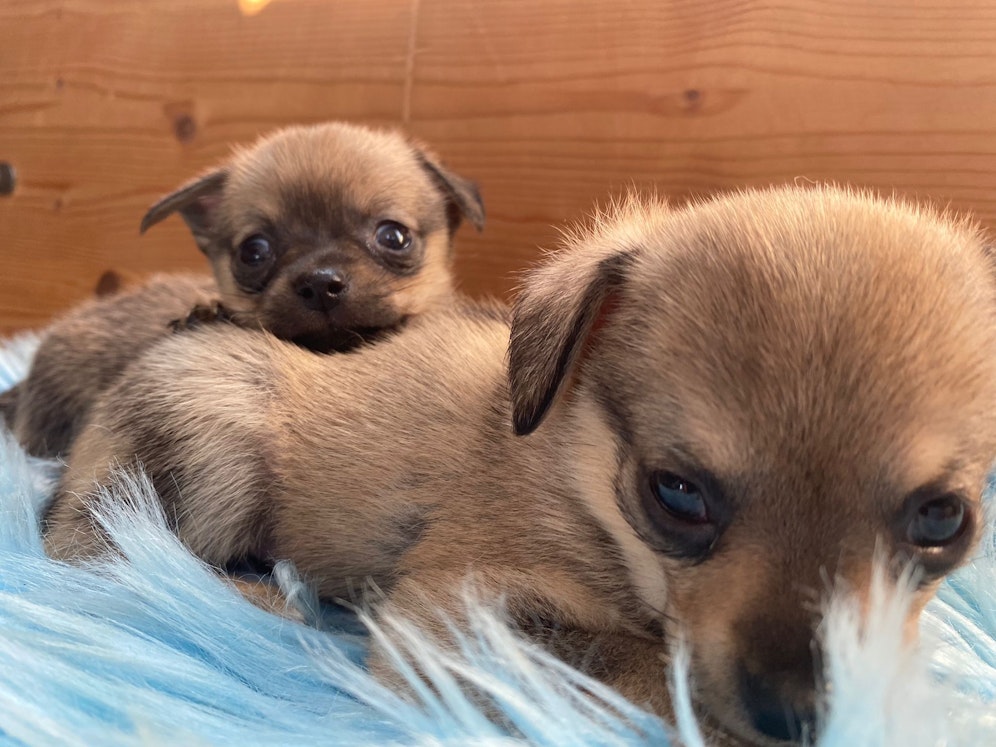 Marty und Lilly suchen ab November ein gutes Zuhause.