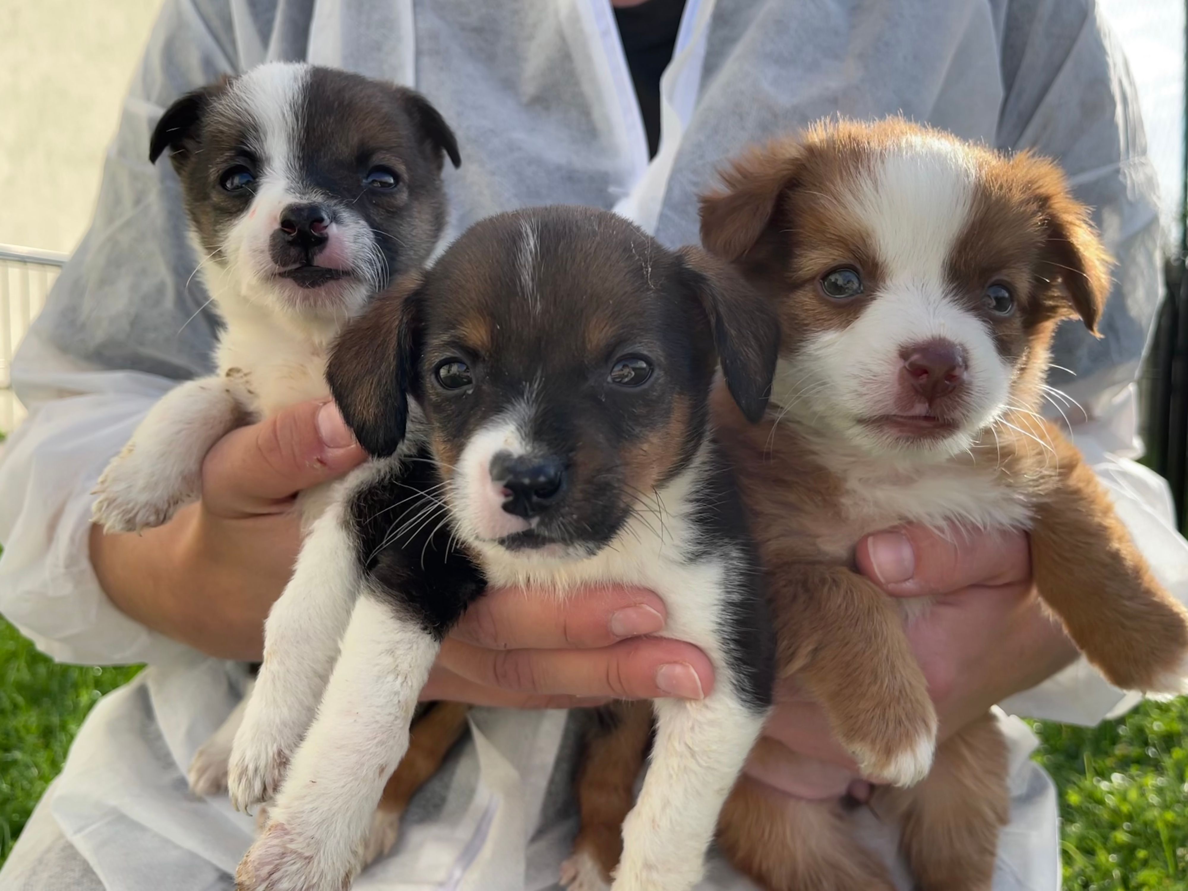 Den drei Mischlingswelpen Alice, Amy und Ameli geht es jetzt gut in der Obhut des TierQuarTier Wien.