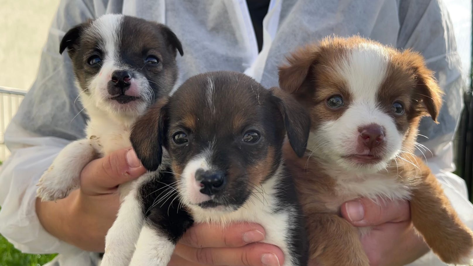 Den drei Mischlingswelpen Alice, Amy und Ameli geht es jetzt gut in der Obhut des TierQuarTier Wien.