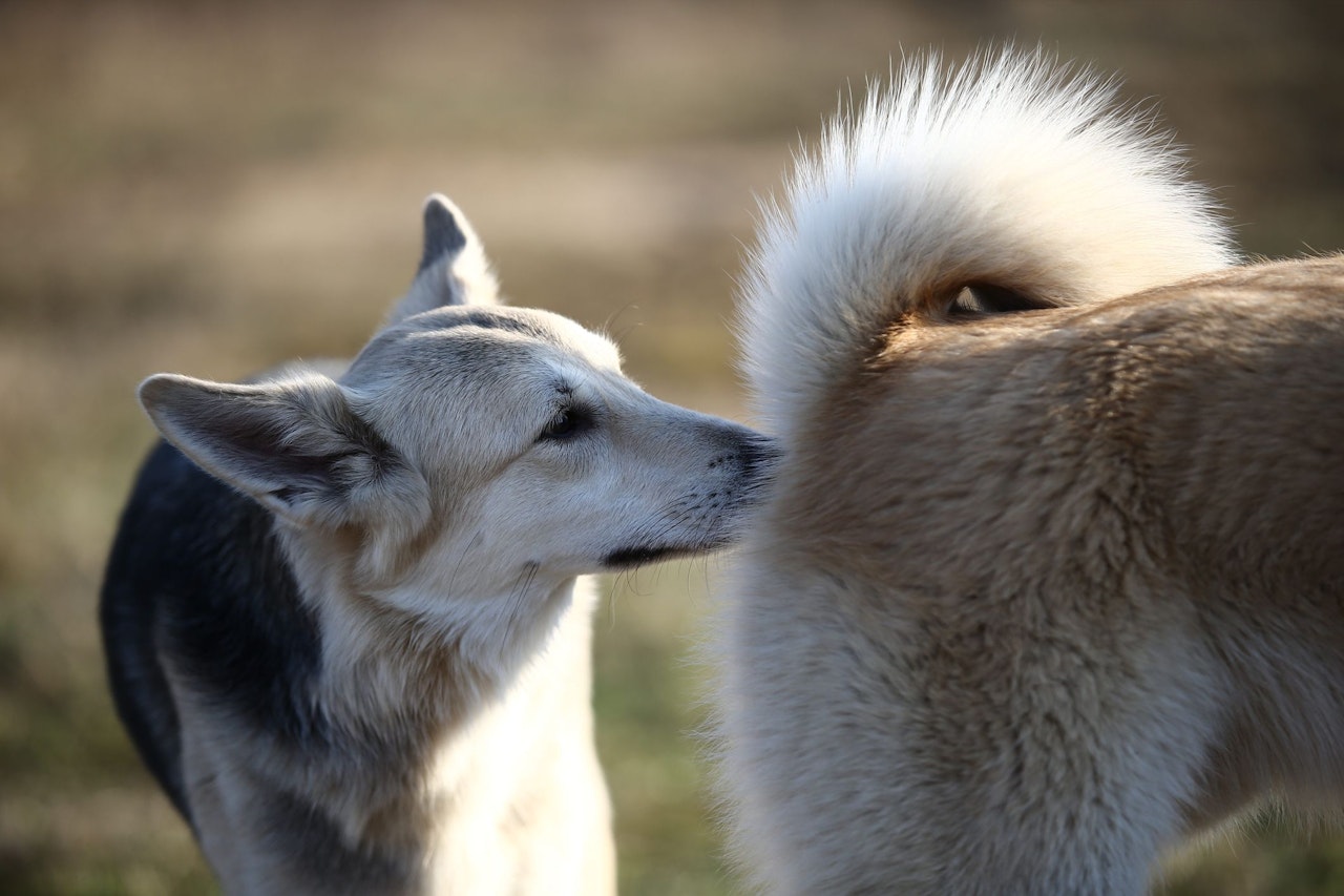Heute.at - Diese Gefahr lauert am Popo des Kumpels auf deinen Hund