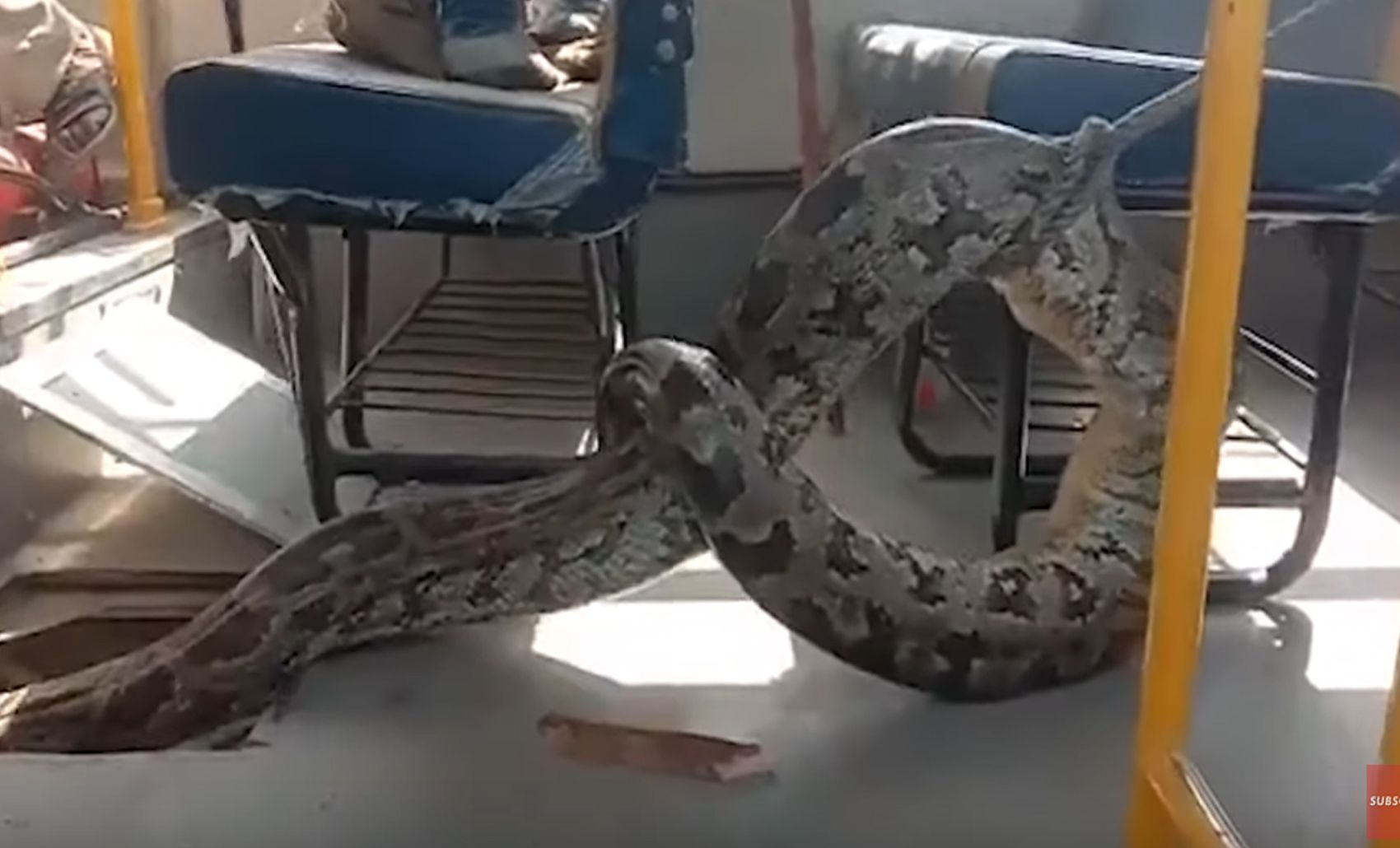 Dieser Python machte es sich im Motorraum eines Schulbusses gemütlich.