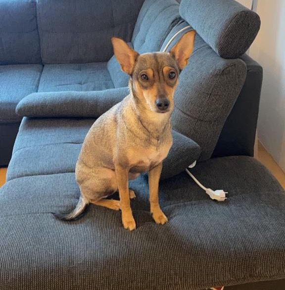 "Calea" könnte aufgrund ihrer Fellfarbe mit einem Reh verwechselt werden.