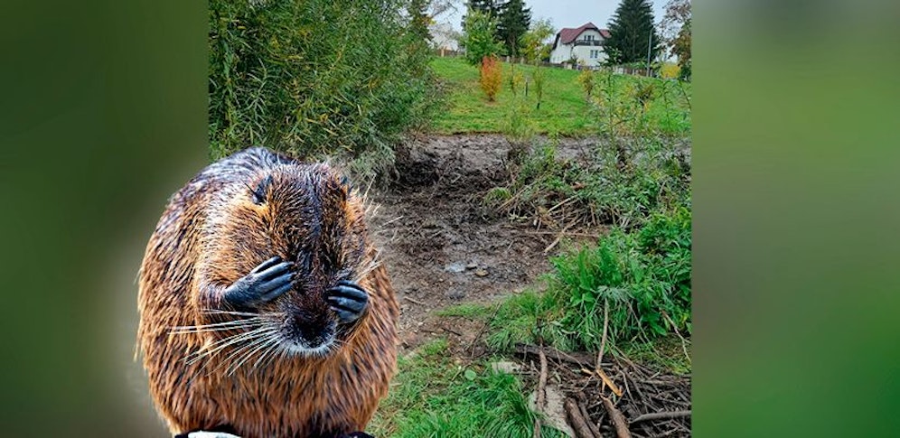 Der Biber-Bau wurde von der Stadt Wien entfernt. Grund: Hochwasserschutz.