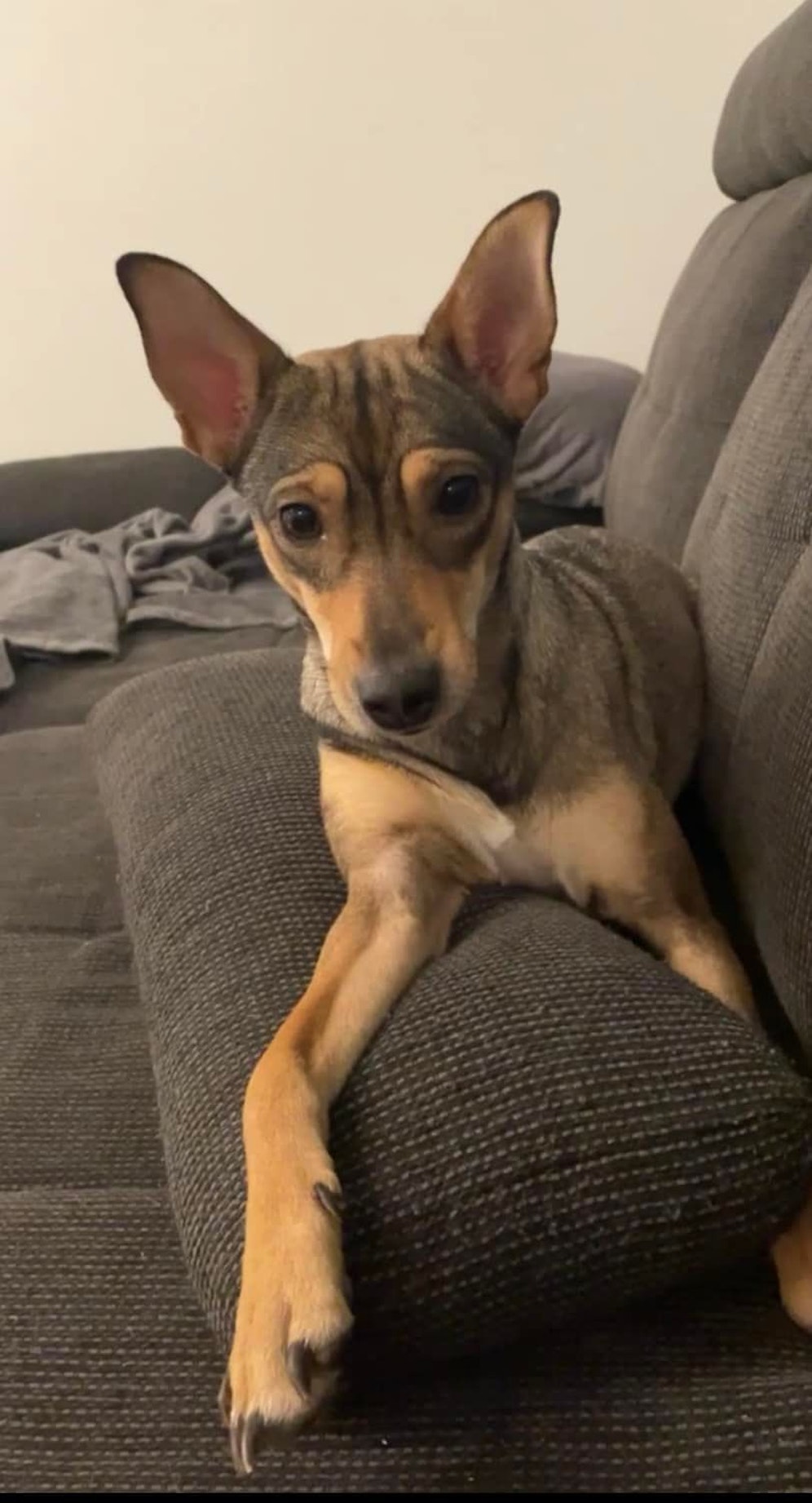 Von der Hündin fehlt seit zehn Tagen jede Spur.