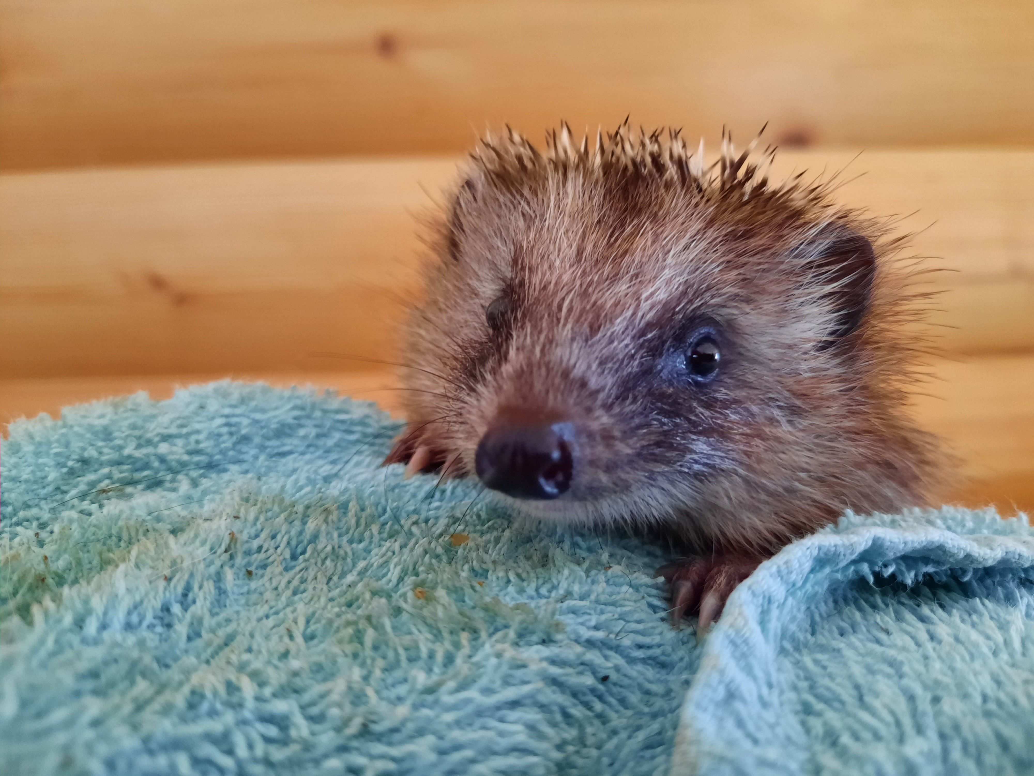 Nur mit viel Glück landen Igelwaisen bei der Pfotenhilfe - die meisten verhungern, weil die Muttertiere Opfer der Autofahrer wurden.