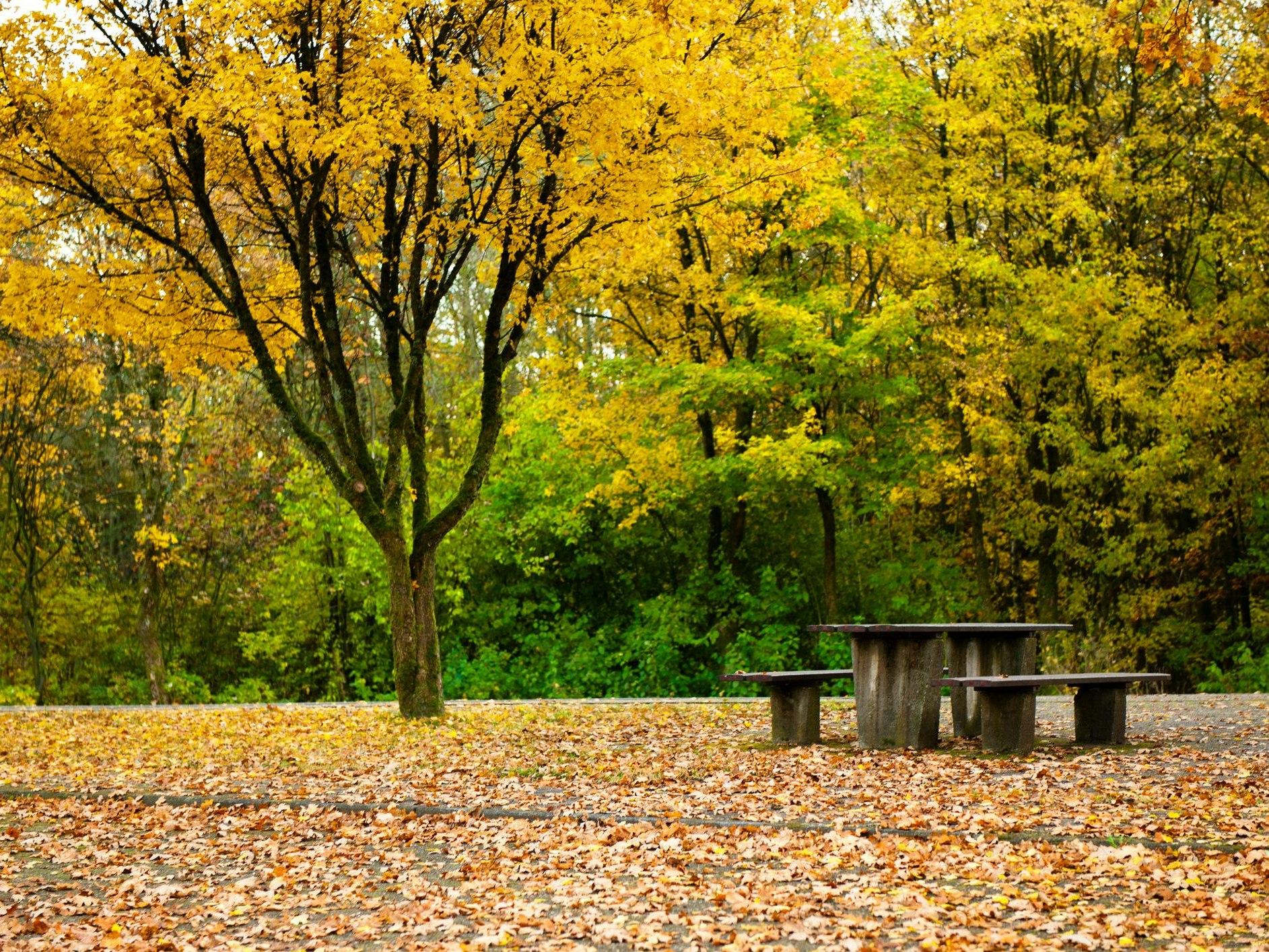 Beautiful colors in a autumn forest.