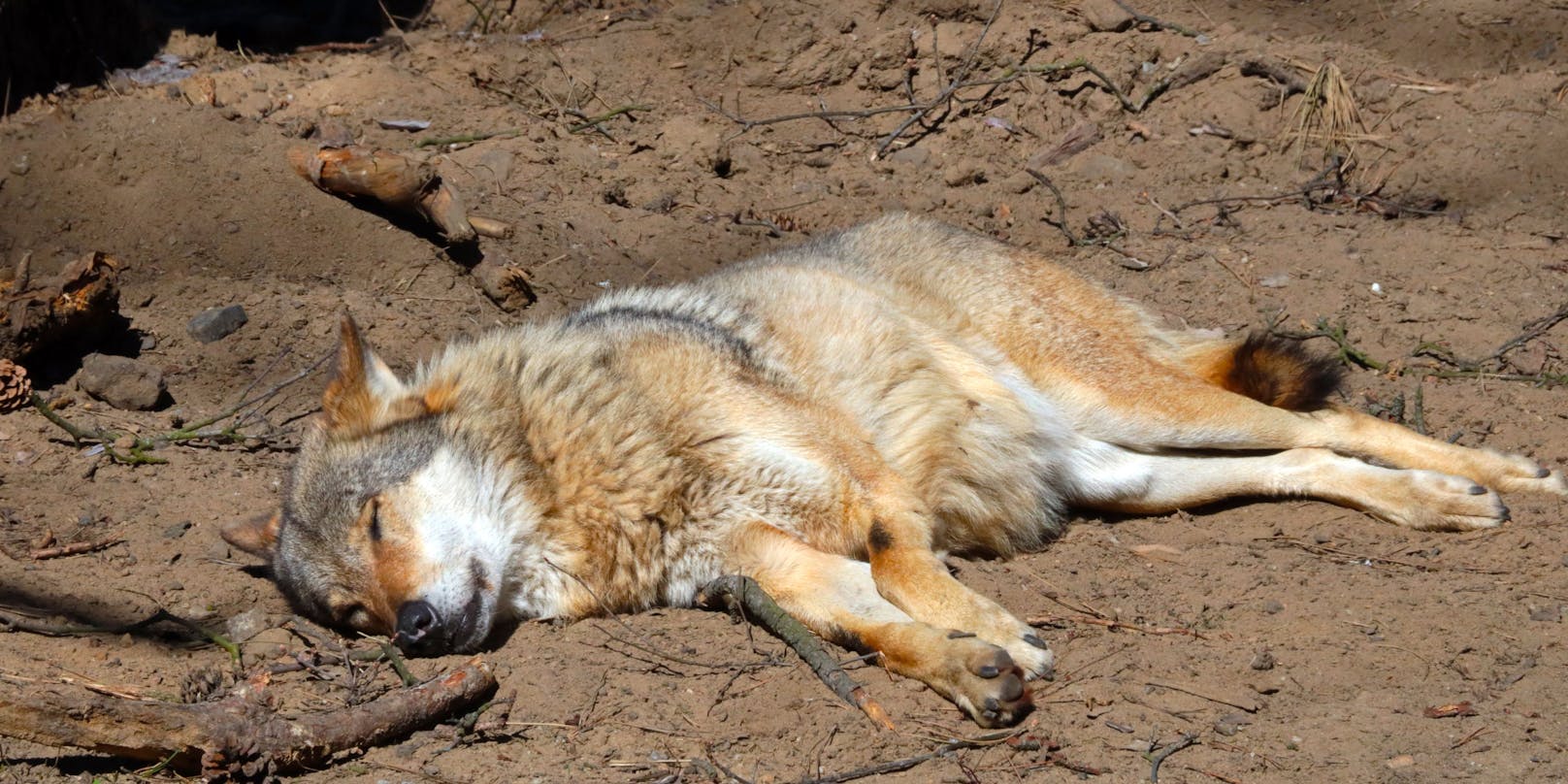 In Villach ist ein Wolf von einem Auto überfahren und getötet worden. (Symbolfoto)