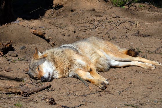 Der Kärntner tötete einen Wolf, postete stolz ein Foto von dem toten Tier (Symbolbild).