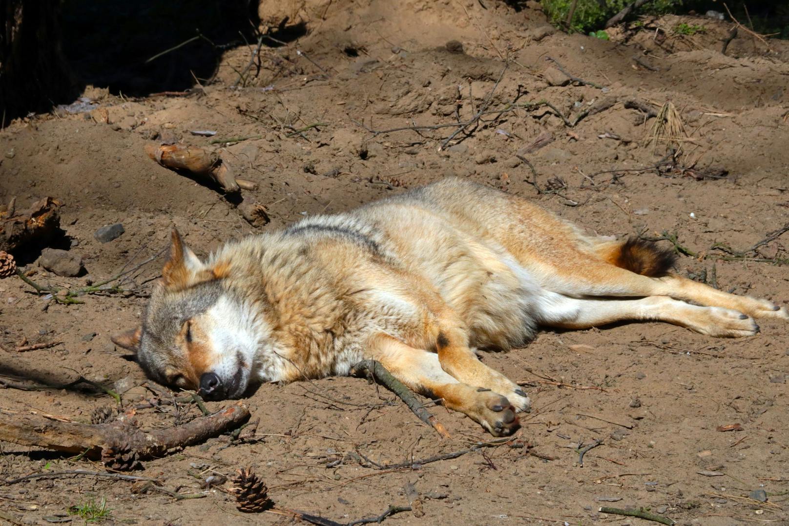 Wolf bei Verkehrsunfall in Villach getötet
