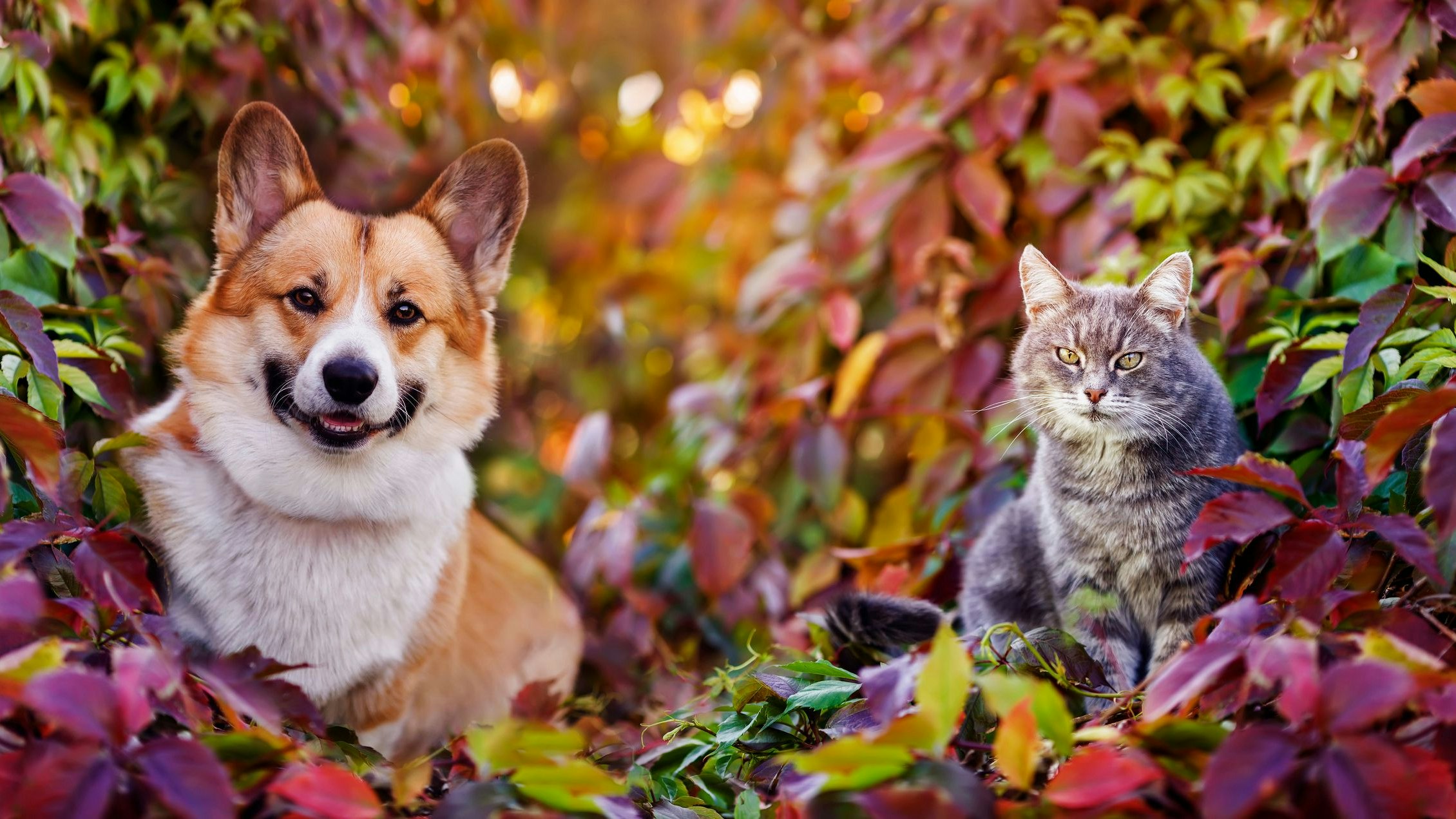 Heute.at - Diese Gefahren lauern im Herbst auf deine Haustiere